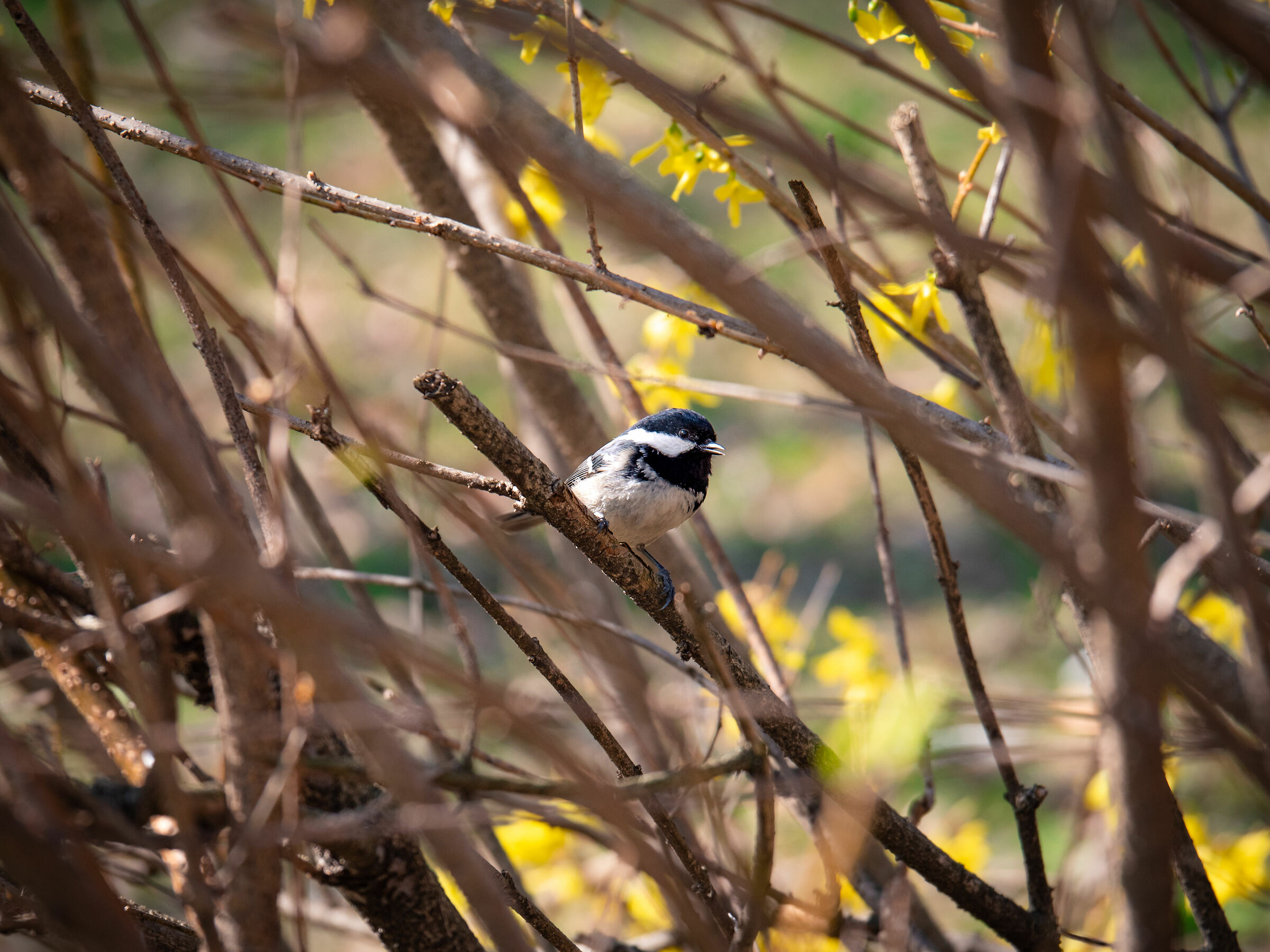 Little one hidden among dense ramifications