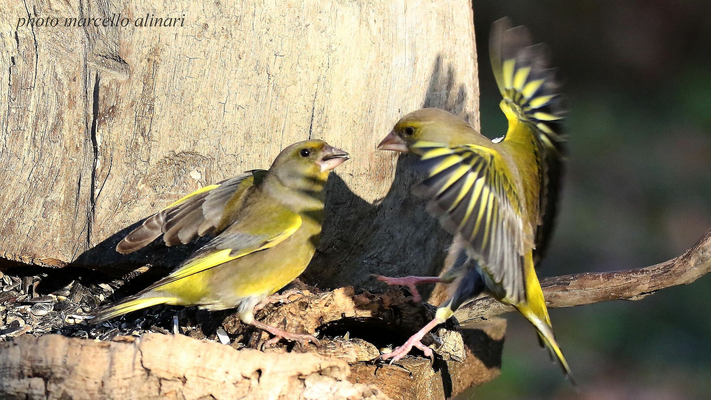 sempre a combattere! verdoni.