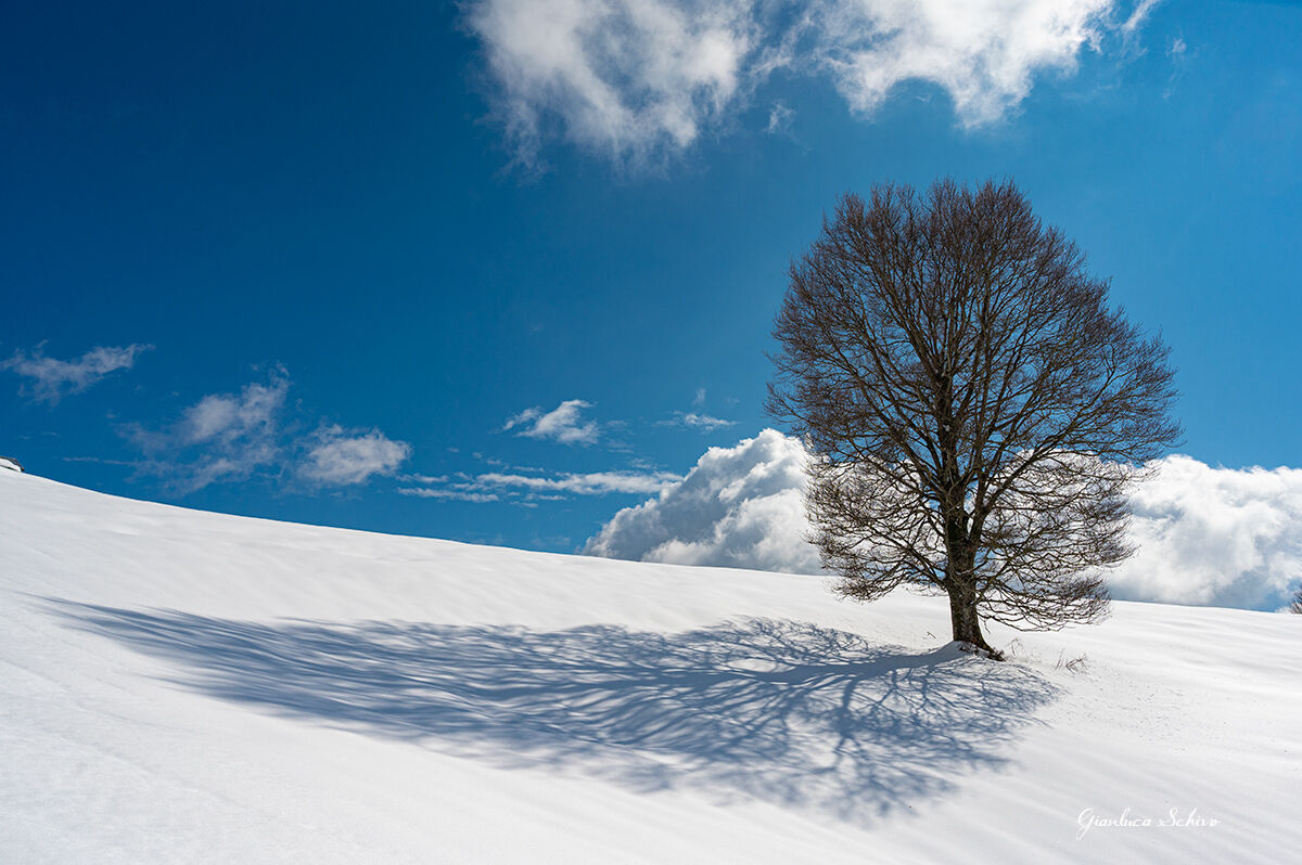 Come radici sulla neve