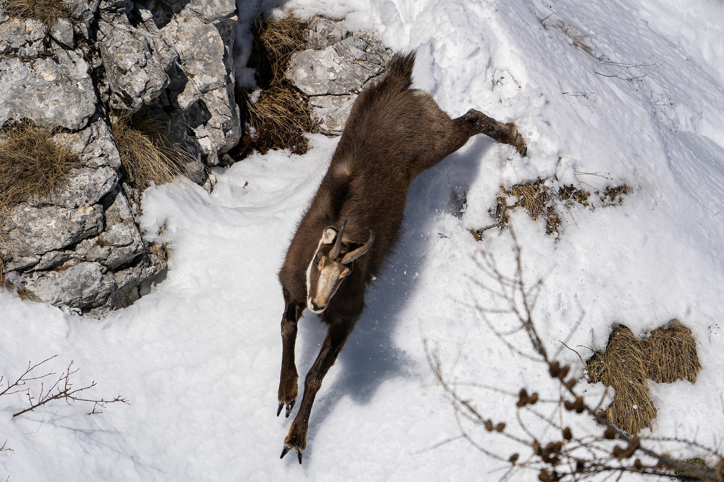 Camoscio - Corna Piana