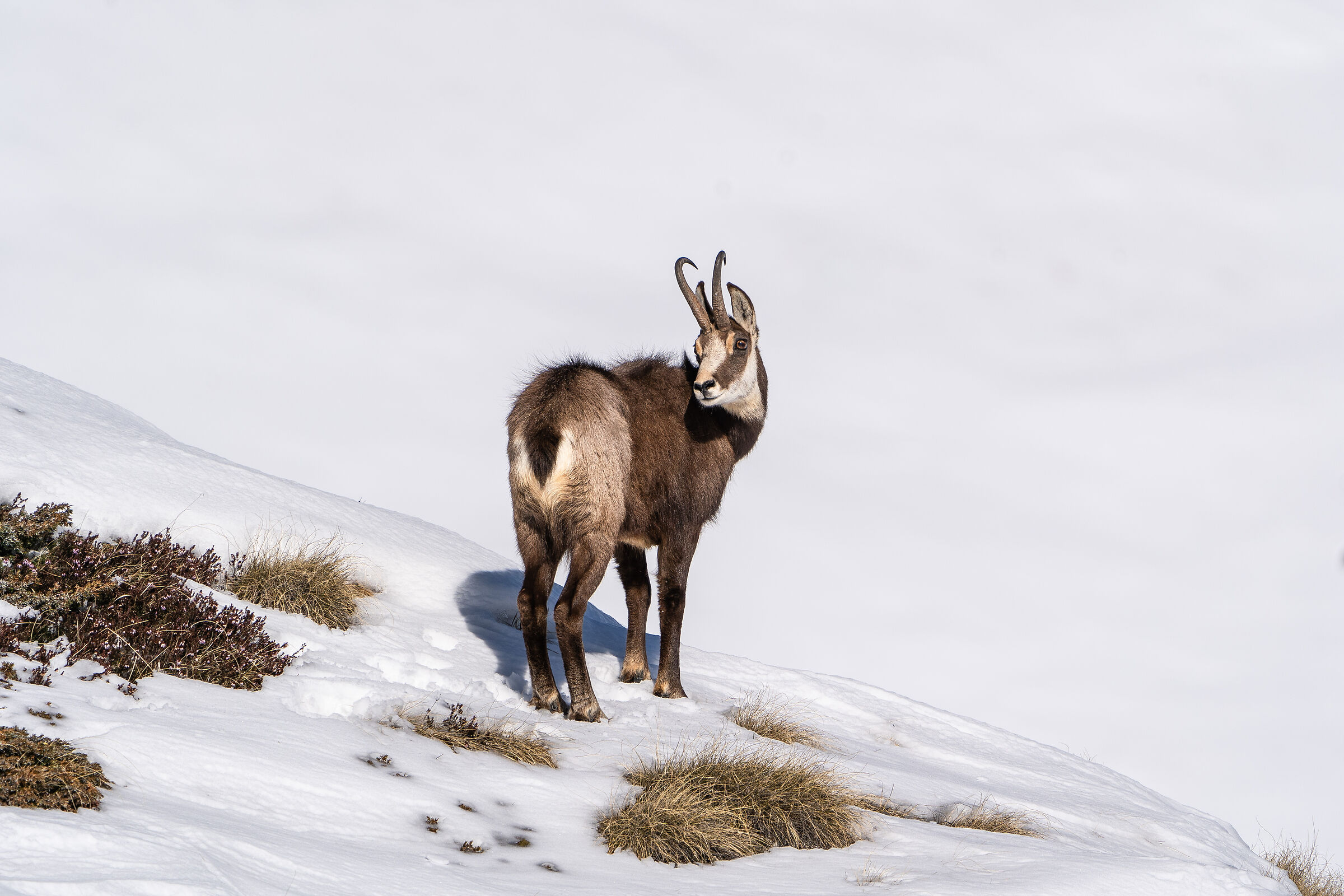 Camoscio - Corna Piana