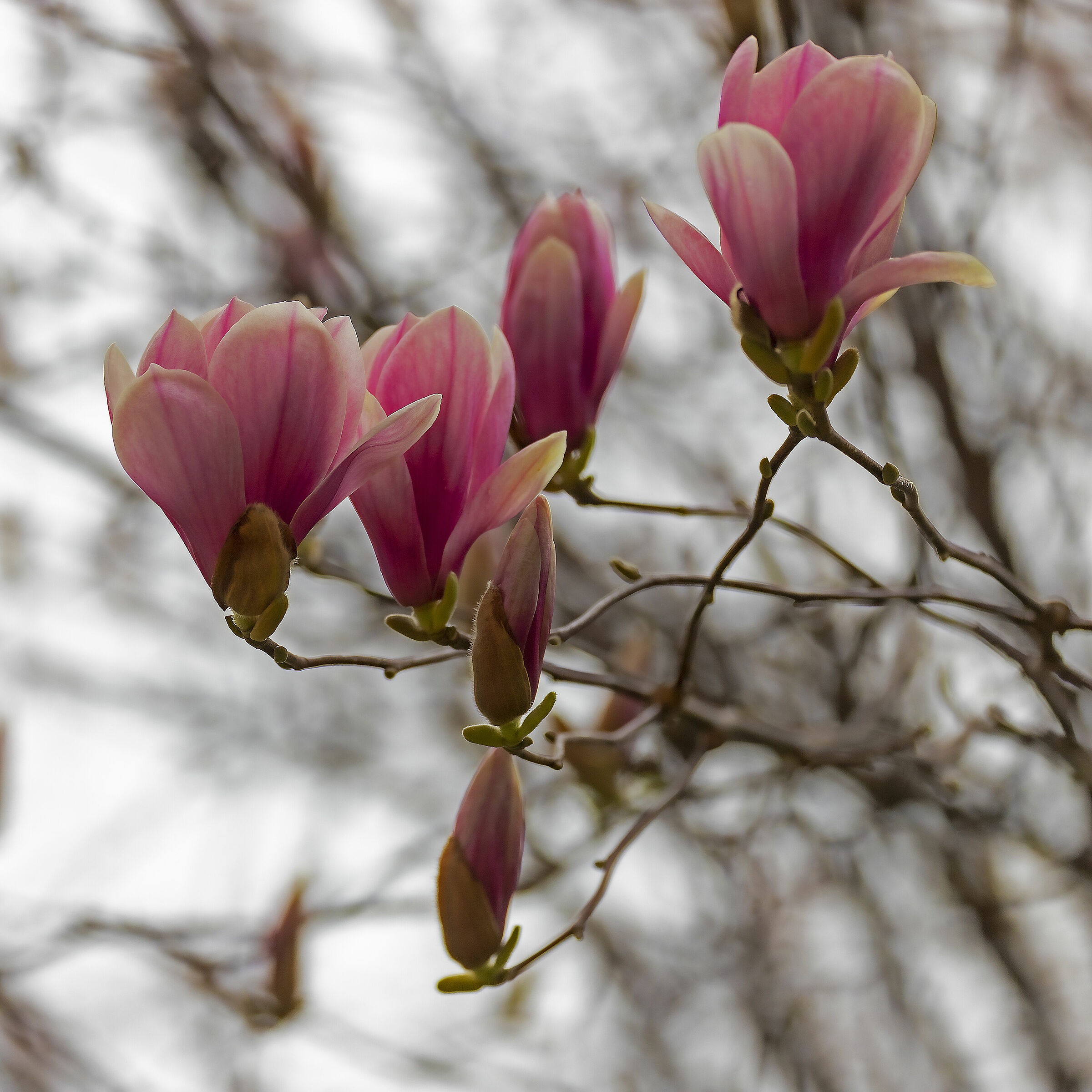 Gruppo di famiglia in fioritura