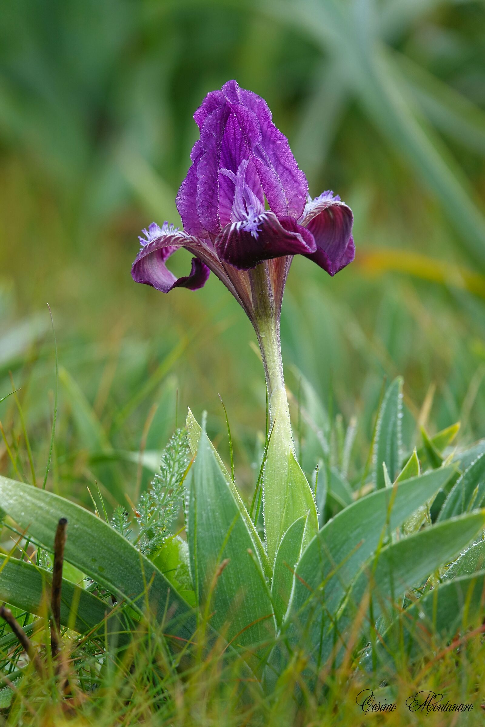 Iris pseudopumila tineo