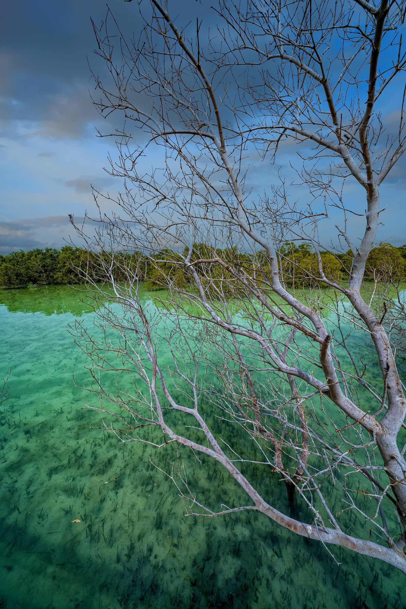 Jubail Mangrove Park Abu Dhabi