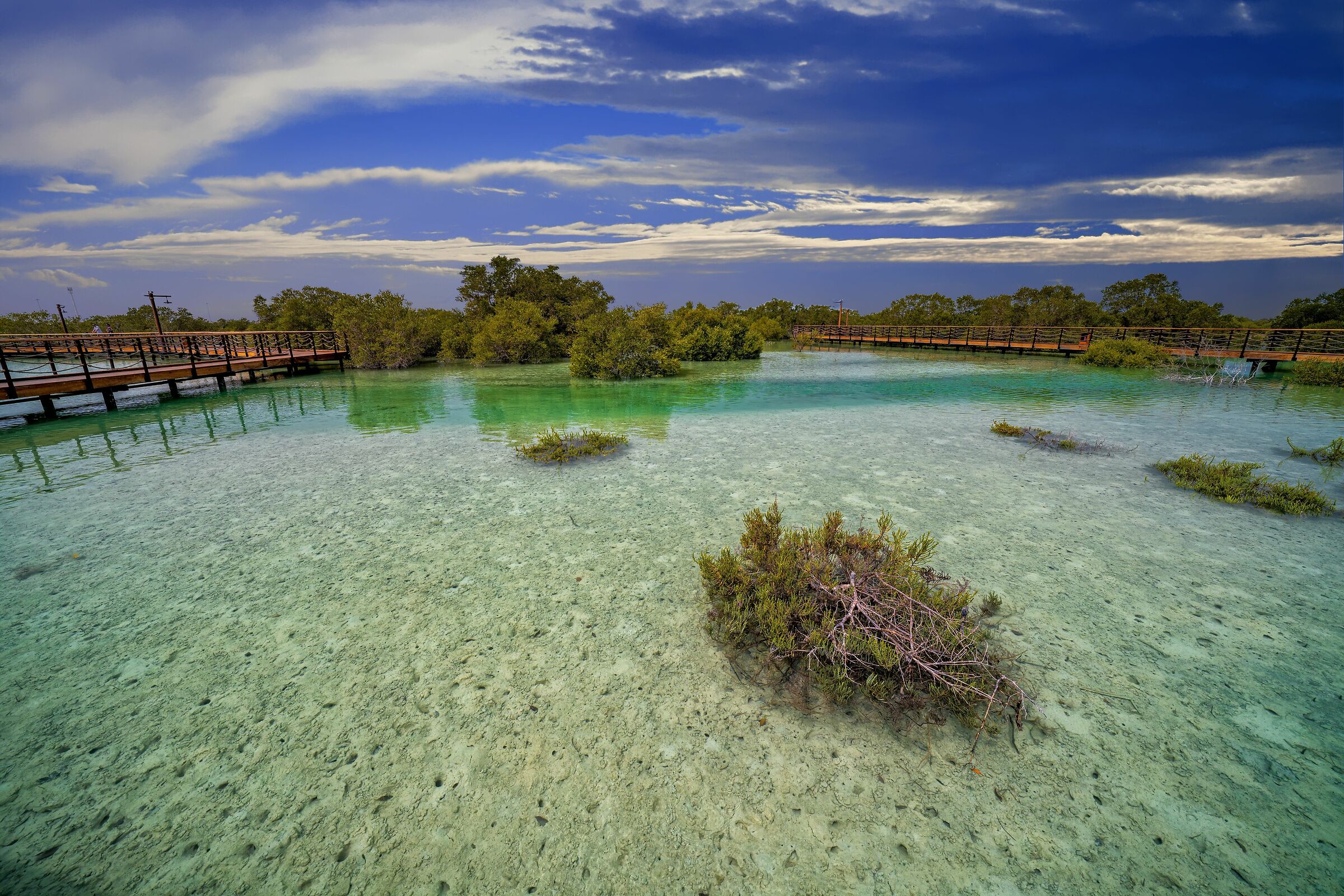 Jubail Mangrove Park Abu Dhabi