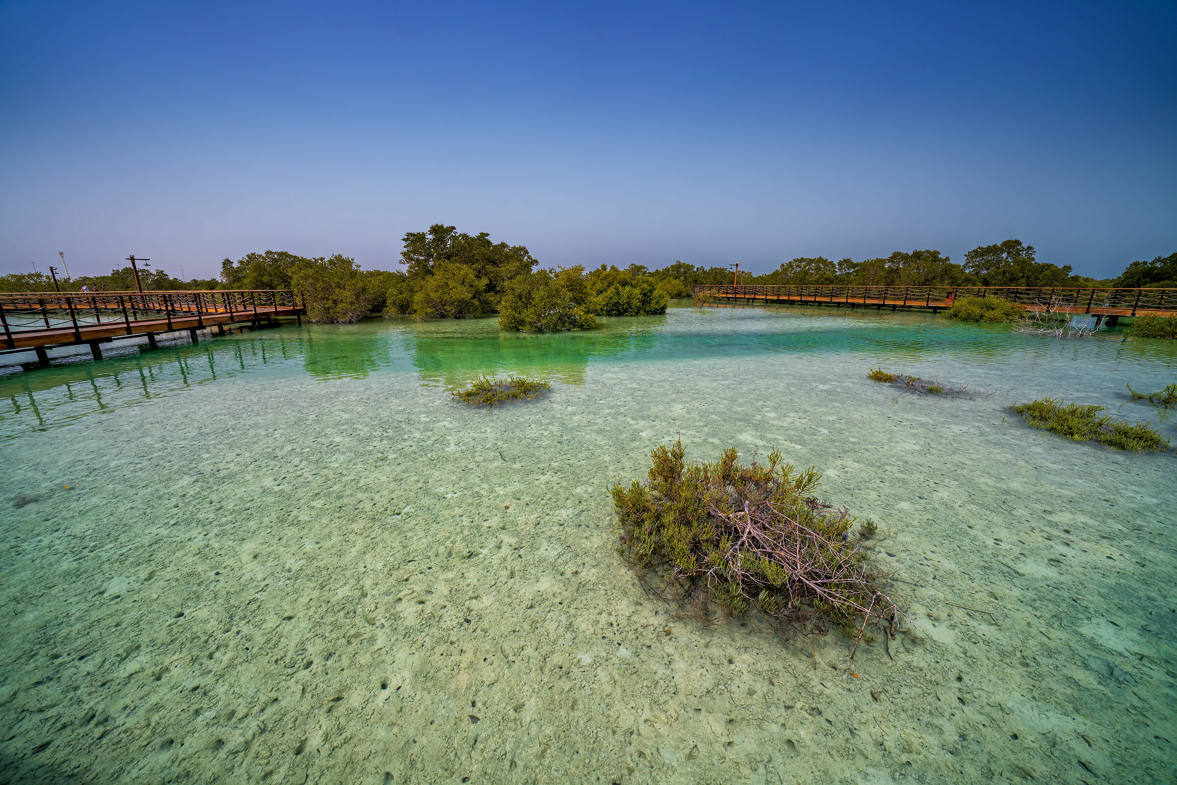 Jubail Mangrove Park Abu Dhabi