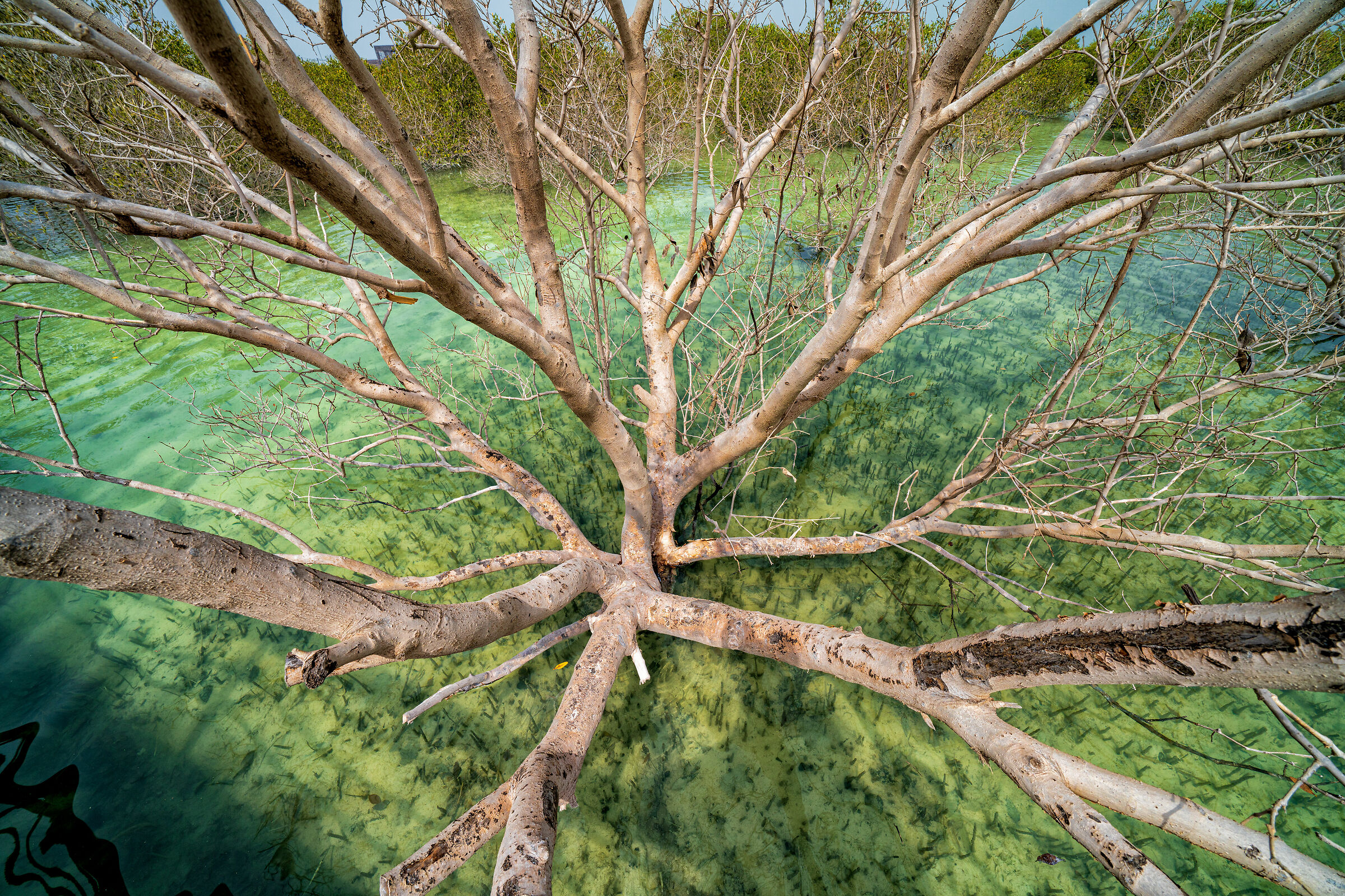 Jubail Mangrove Park Abu Dhabi