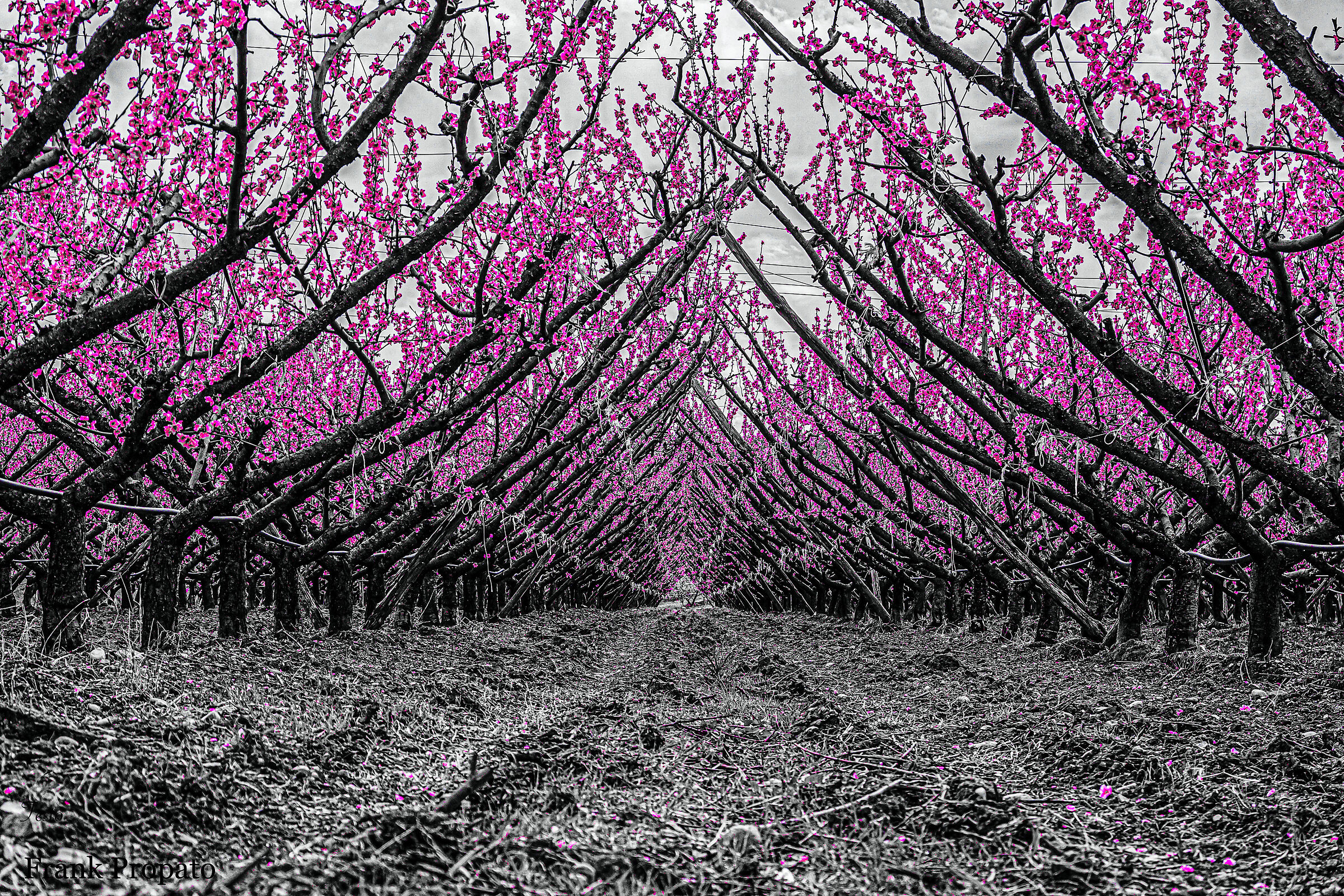 Fiori rosa fiori di.....