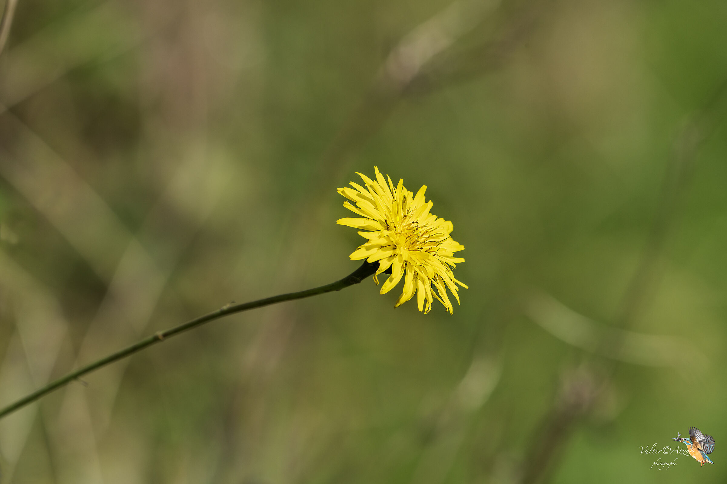 Dandelion