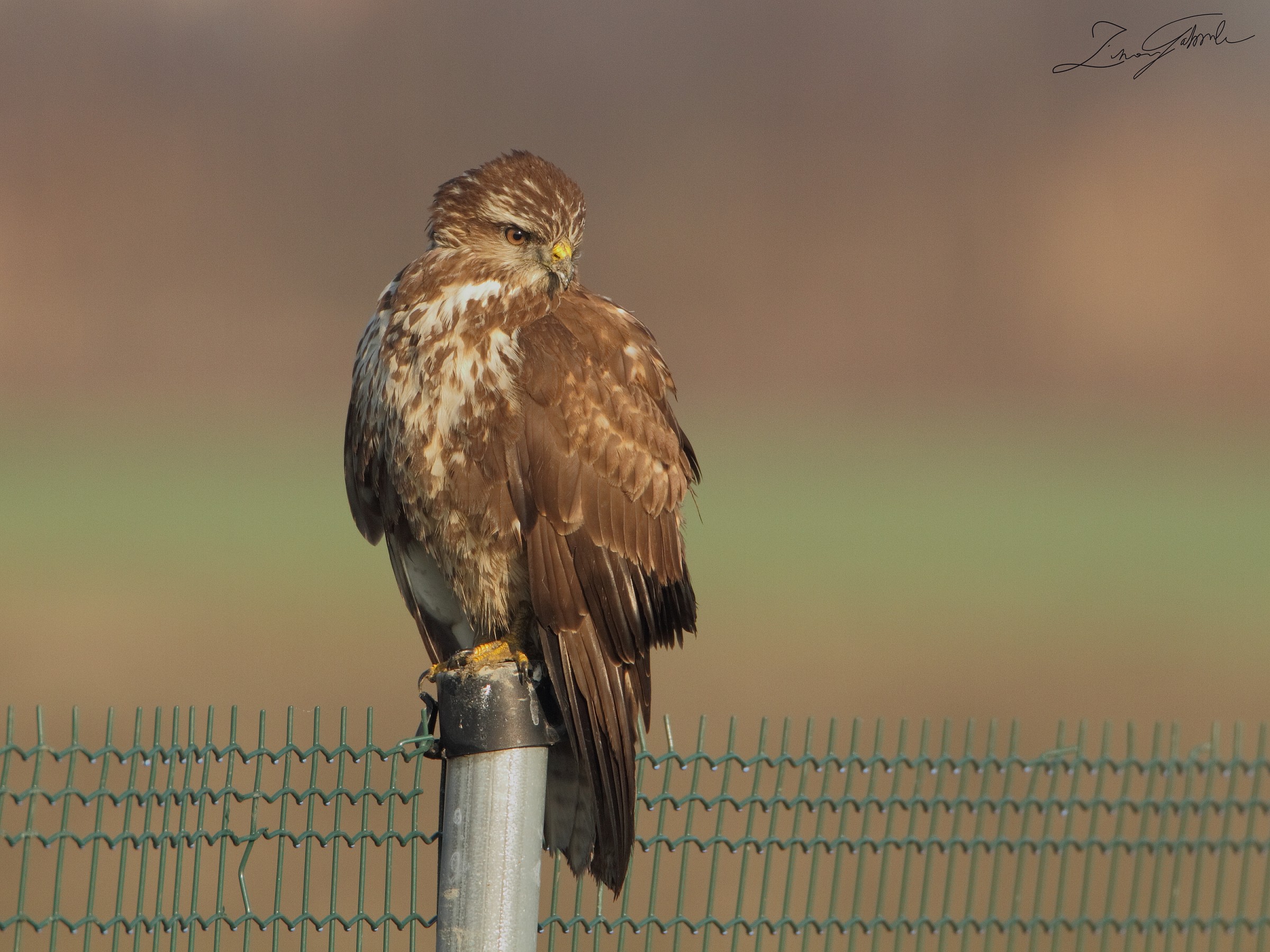 buzzard