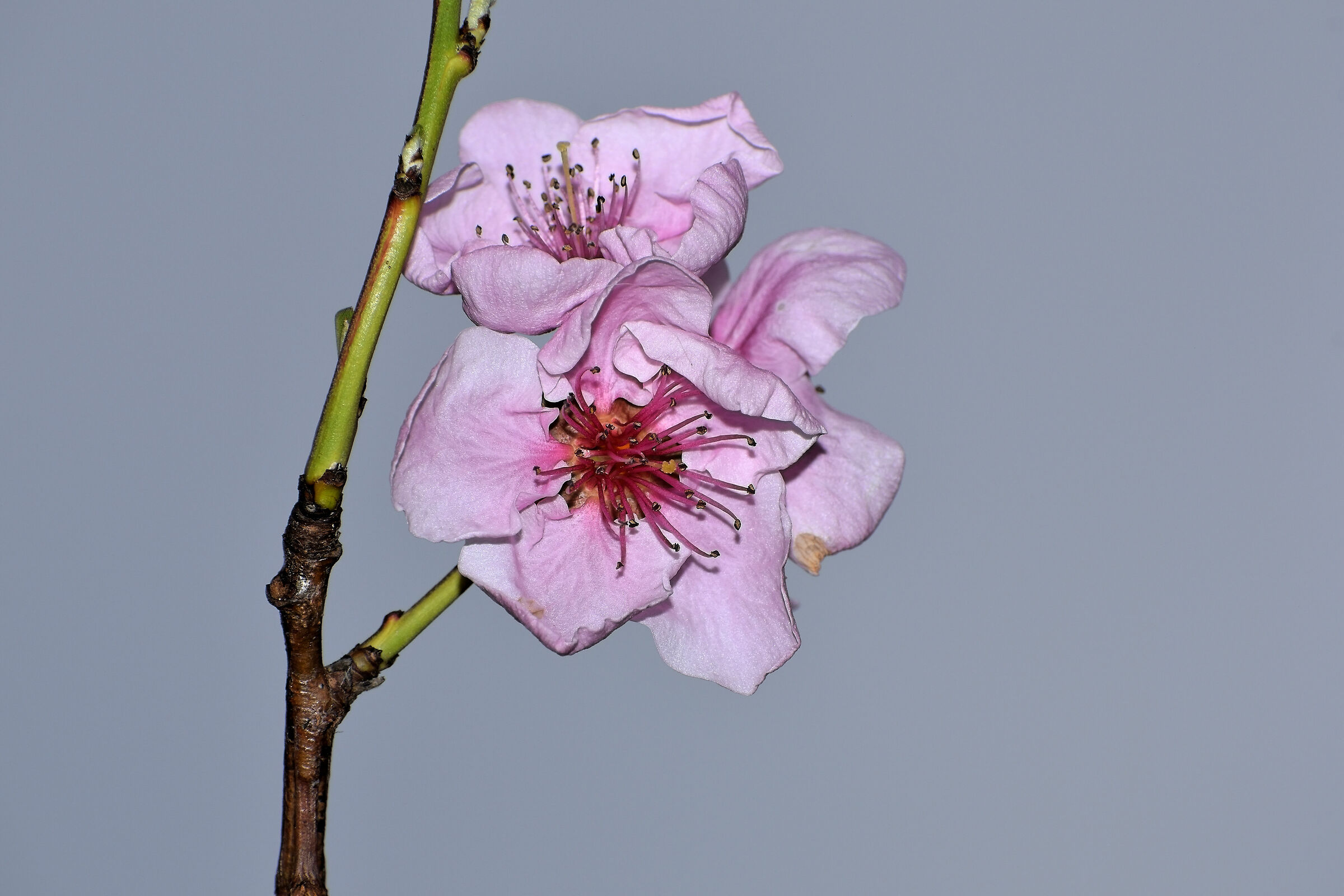 Peach Flowering 2