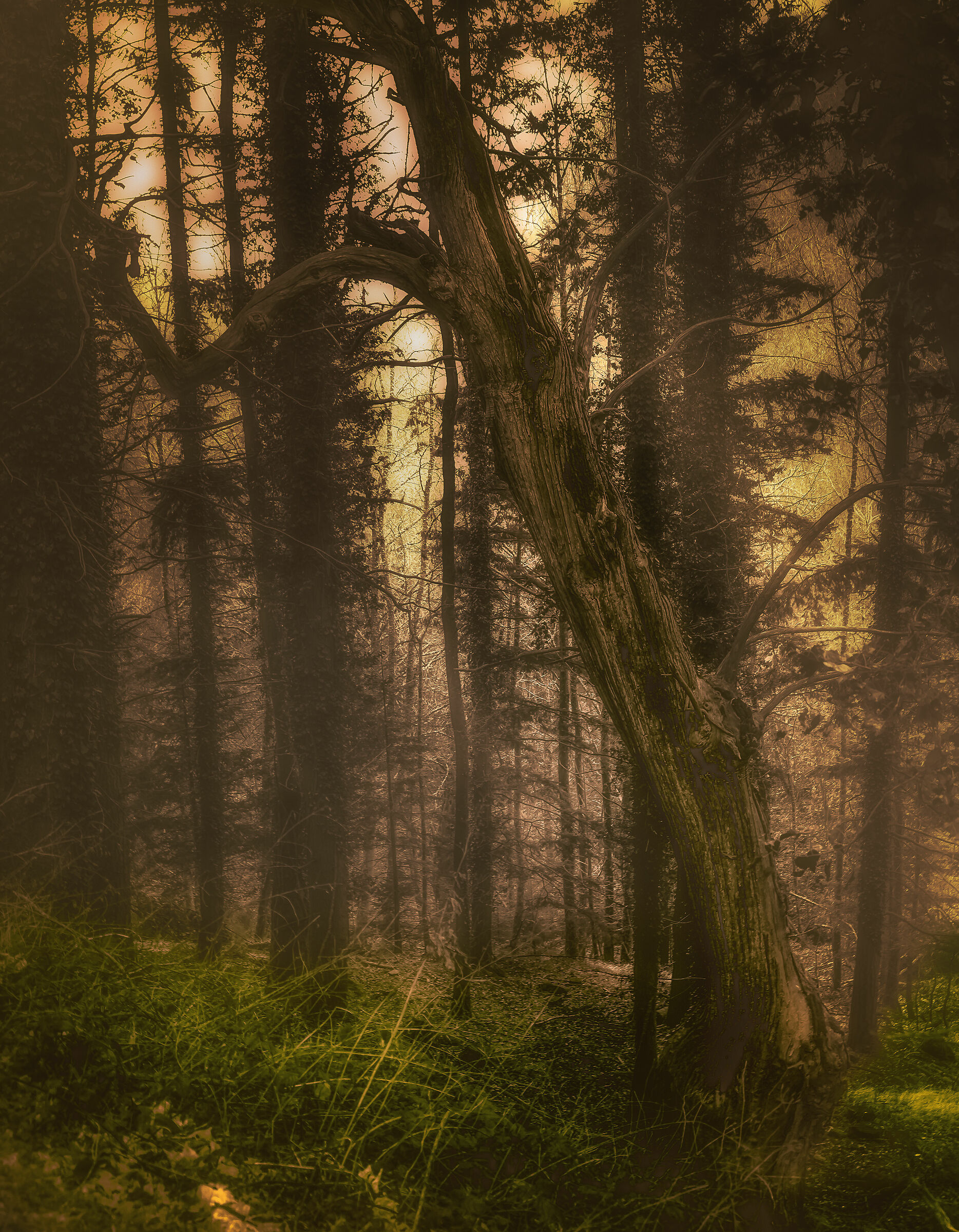 atmospheres in the woods