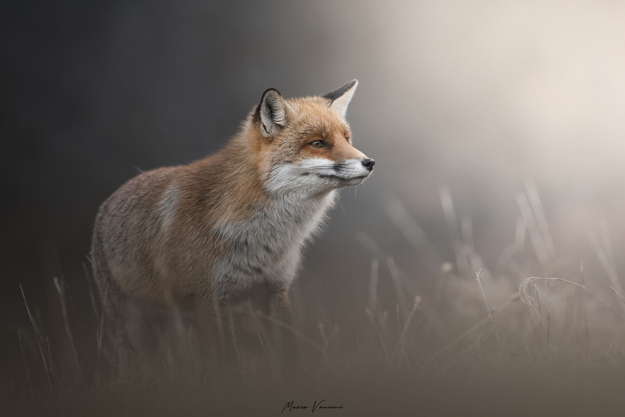 Bellezza irresistibile