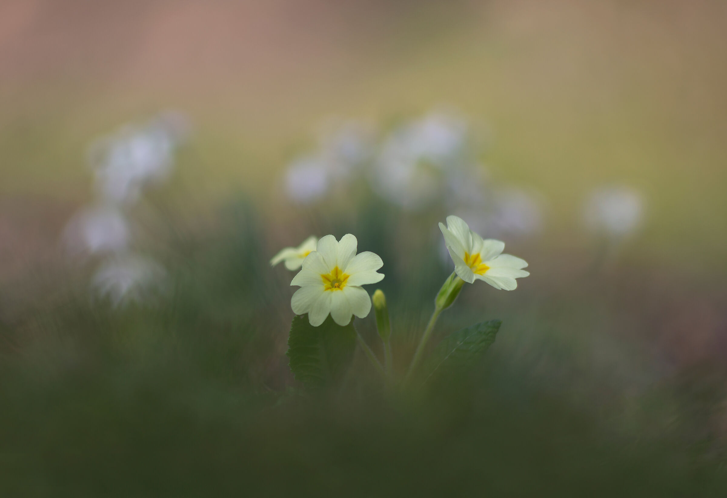 Primroses