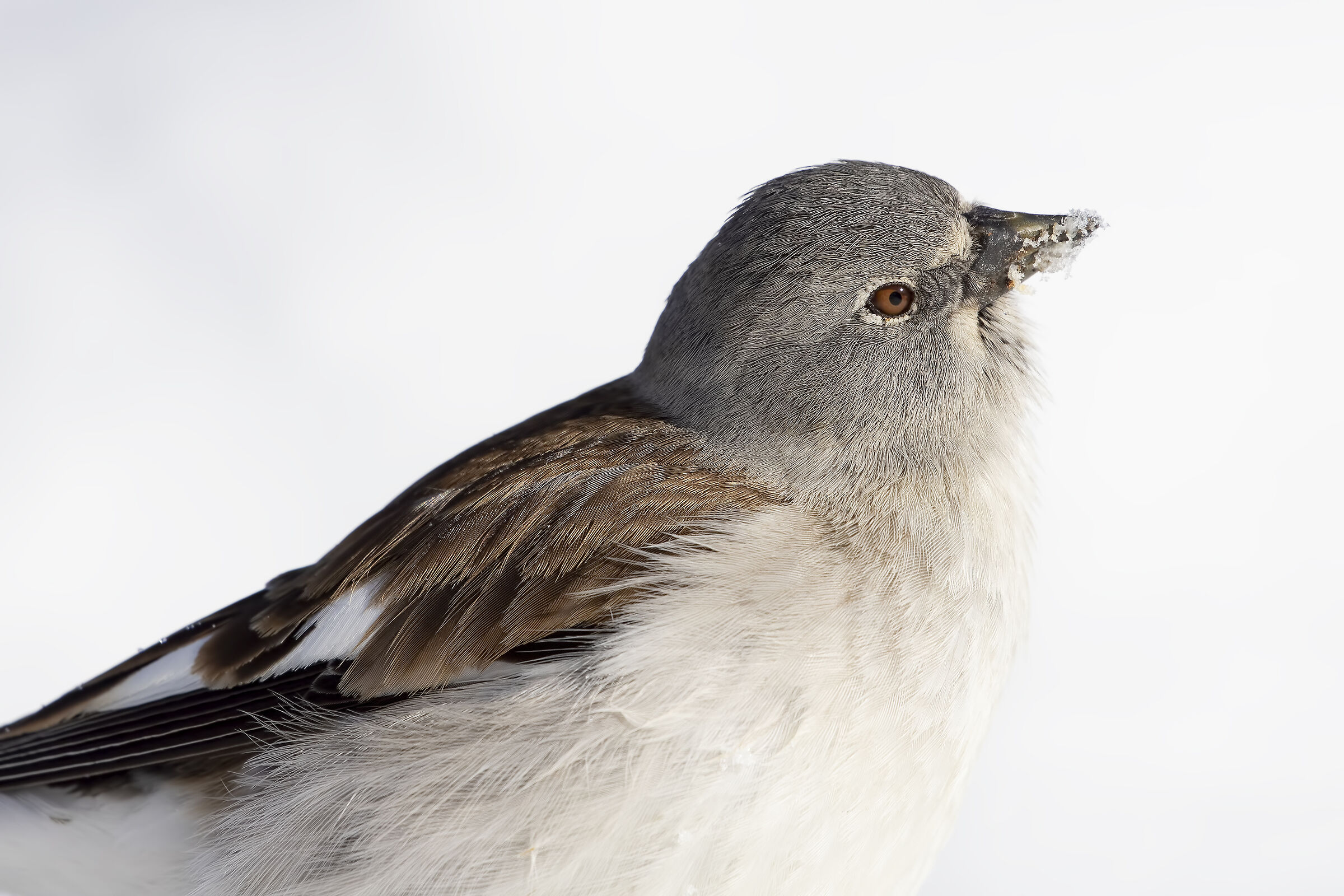 The sweetness of a glance