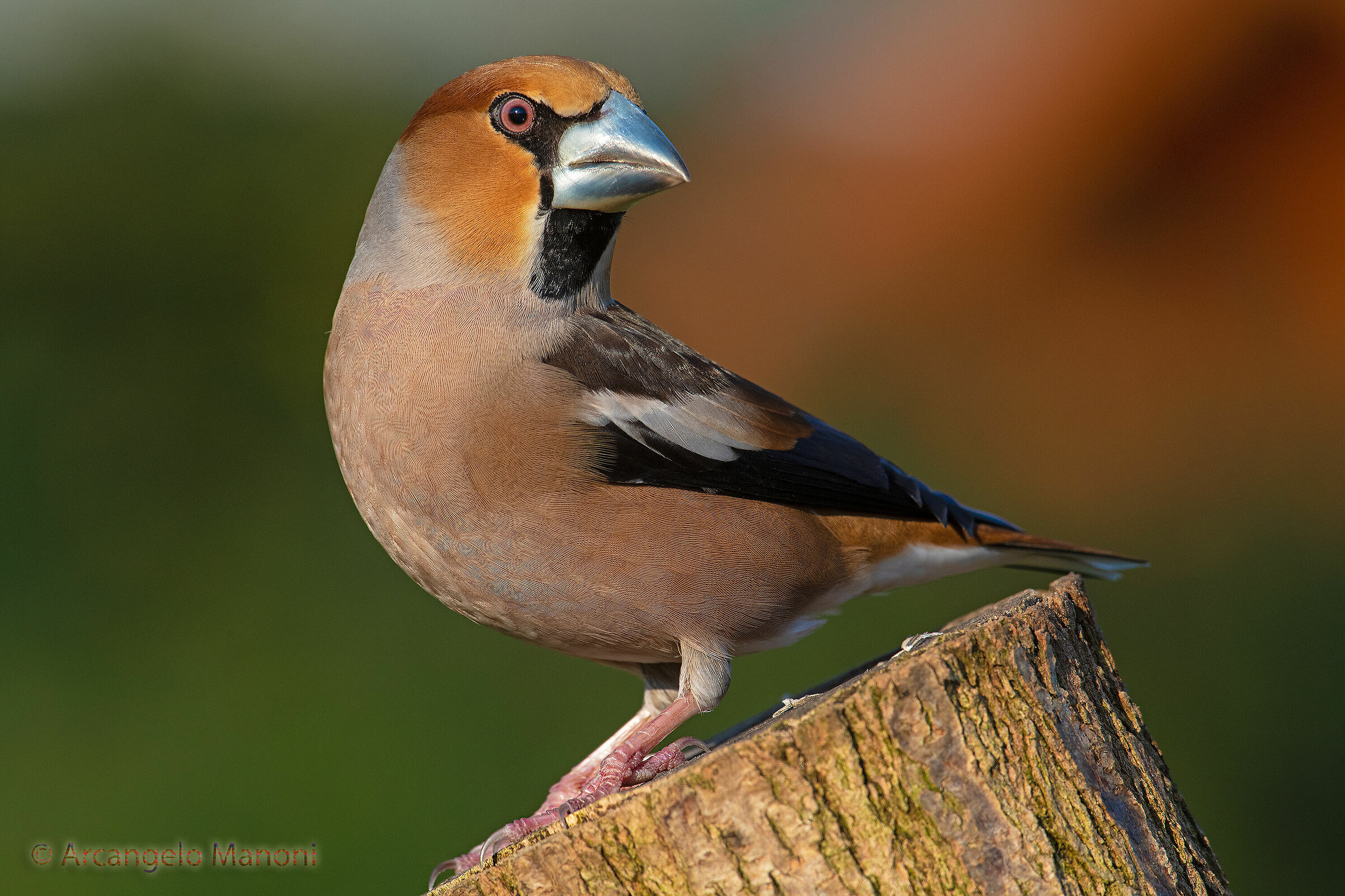 Snapshot to the frosone