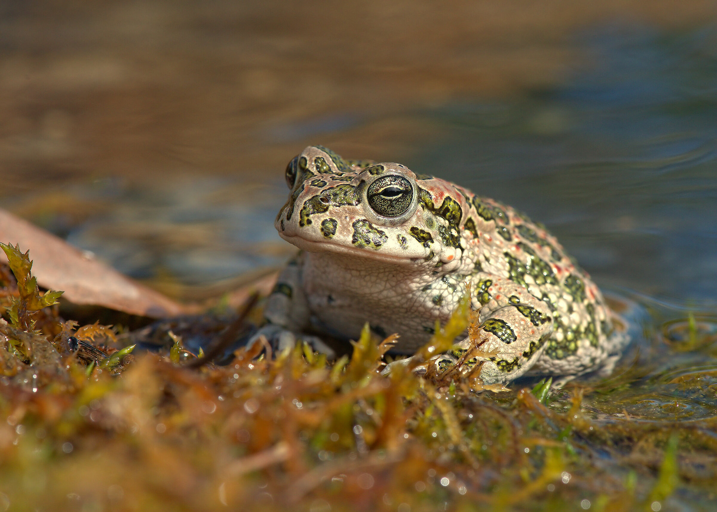 Emerald Toad