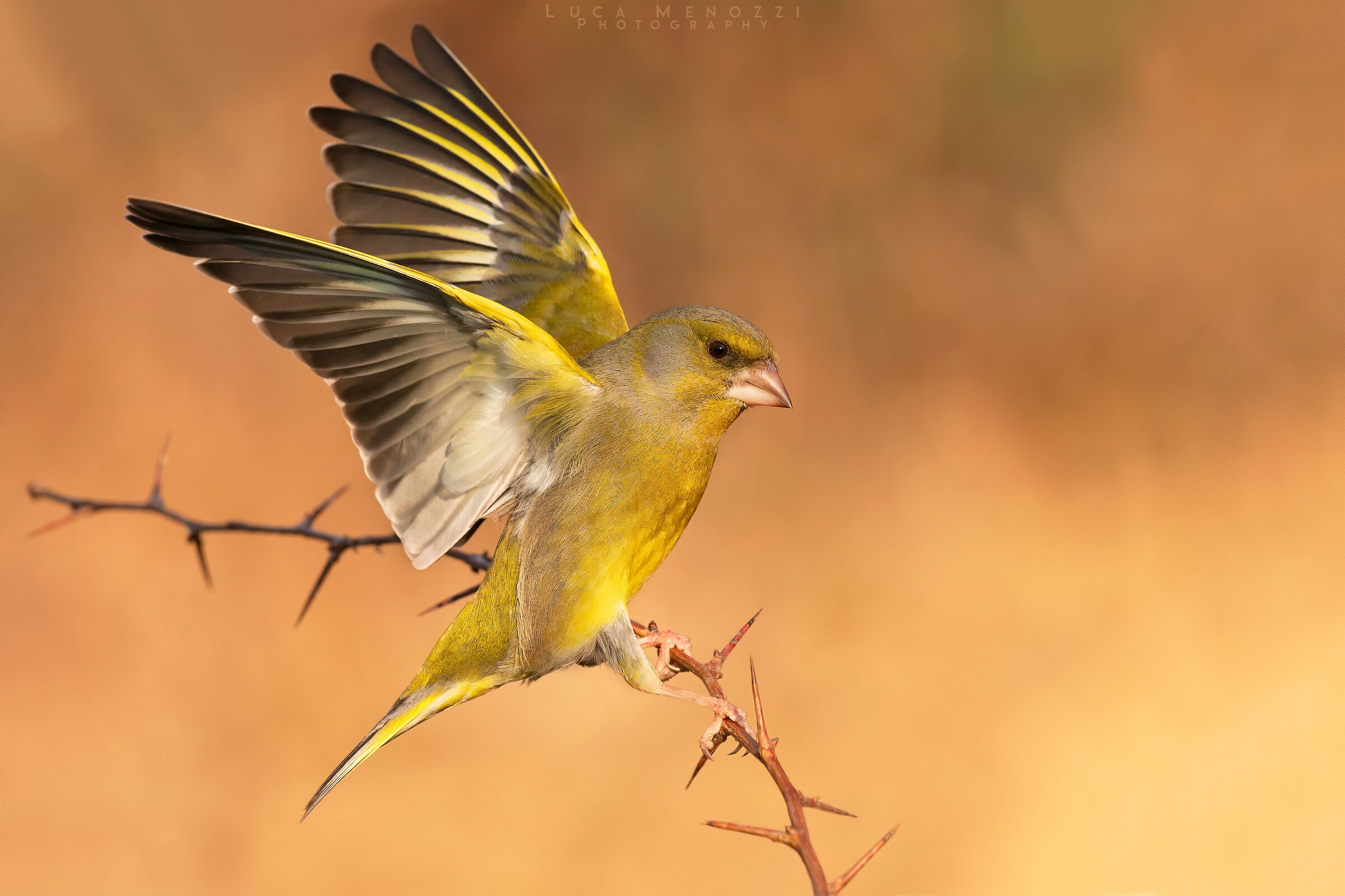 L'atterraggio del verdone