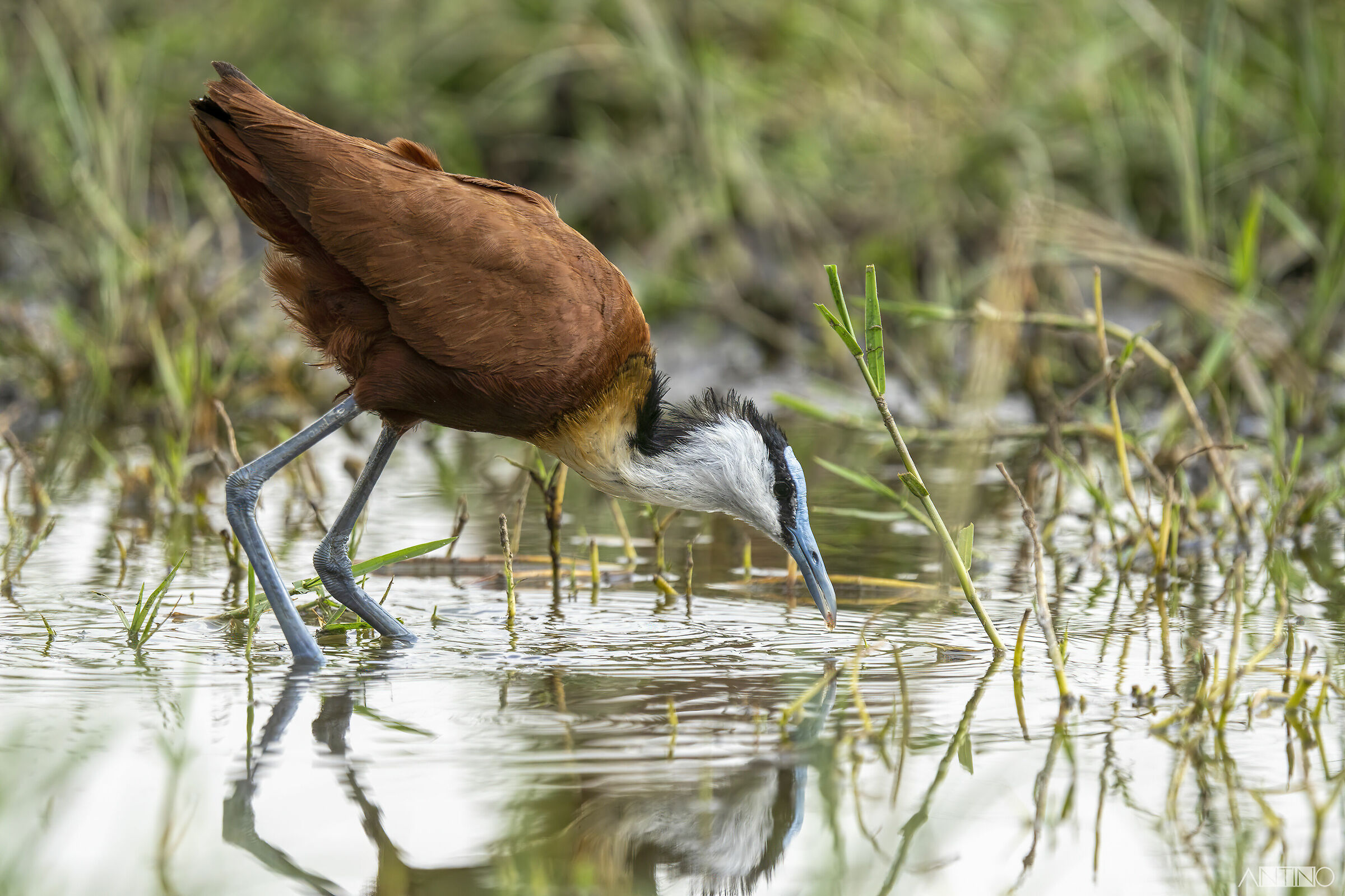 Jacana africana