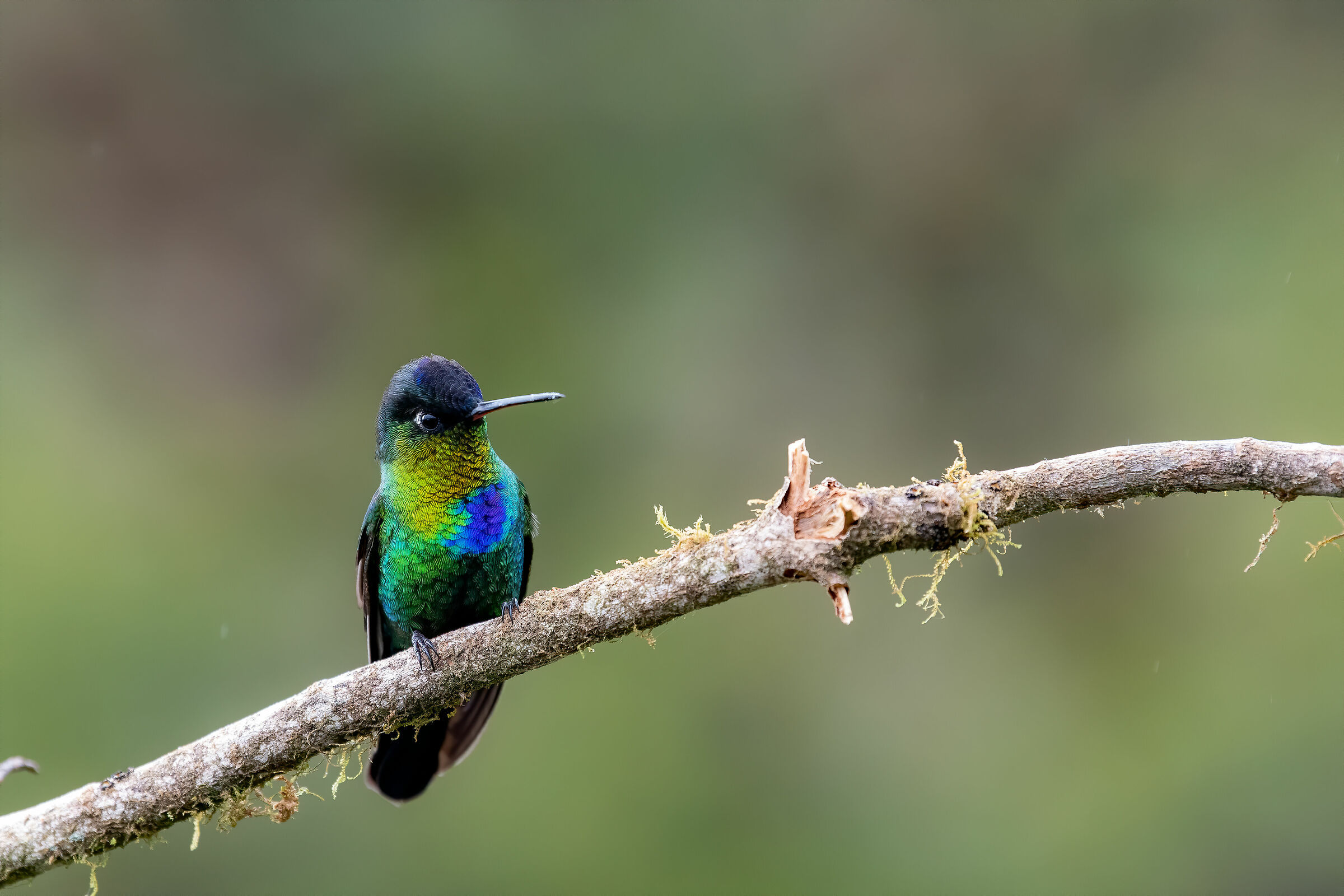 Fiery-throated Hummingbird