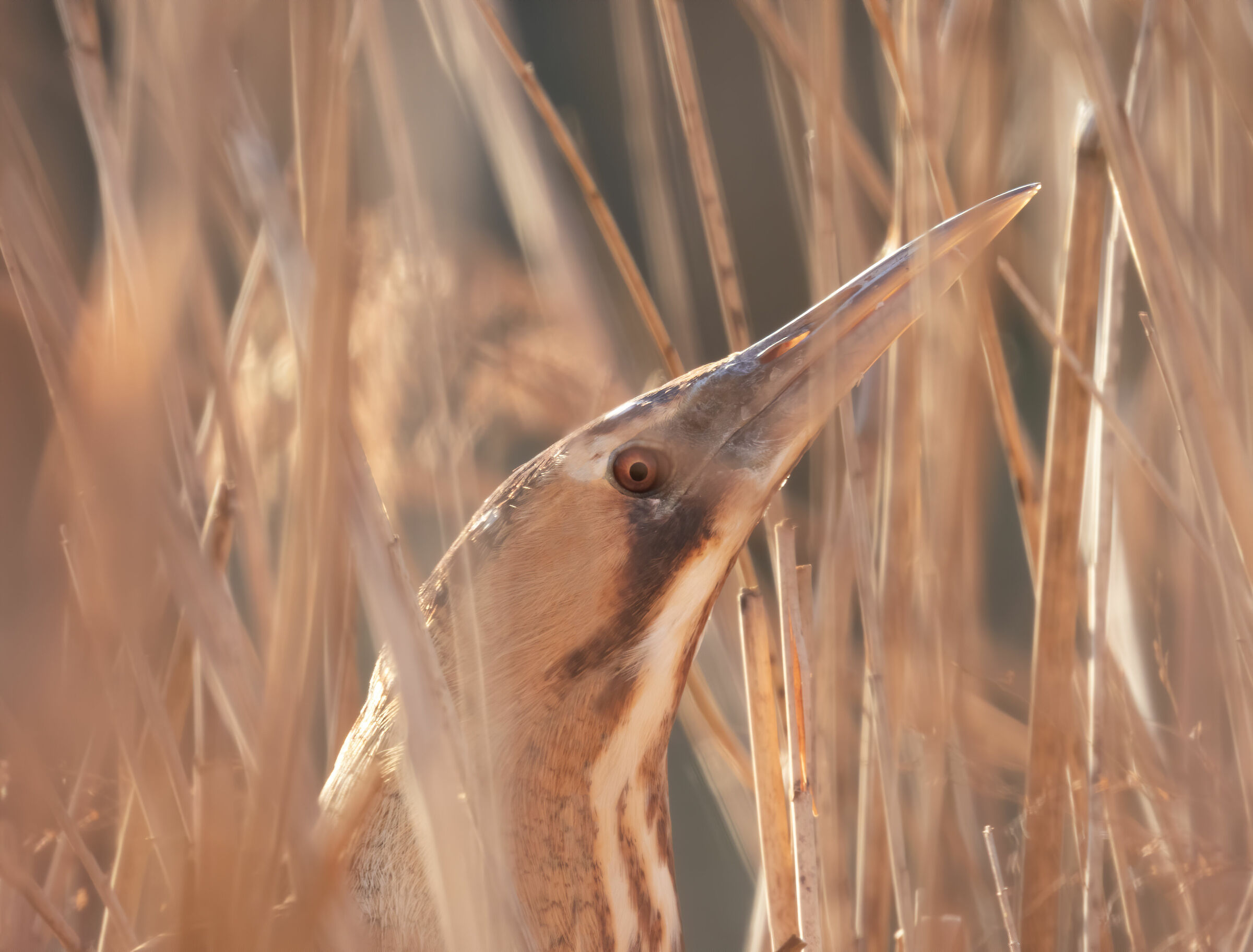 Tarabuso (Botaurus stellaris) - Closeup