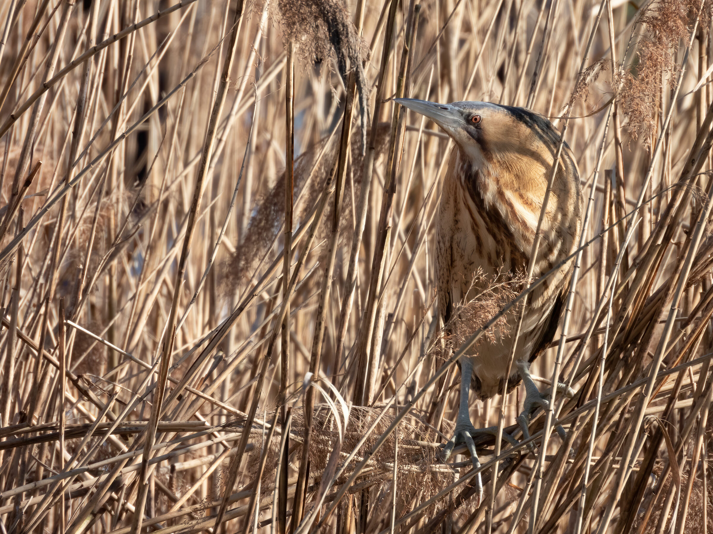Tarabuso (Botaurus stellaris)