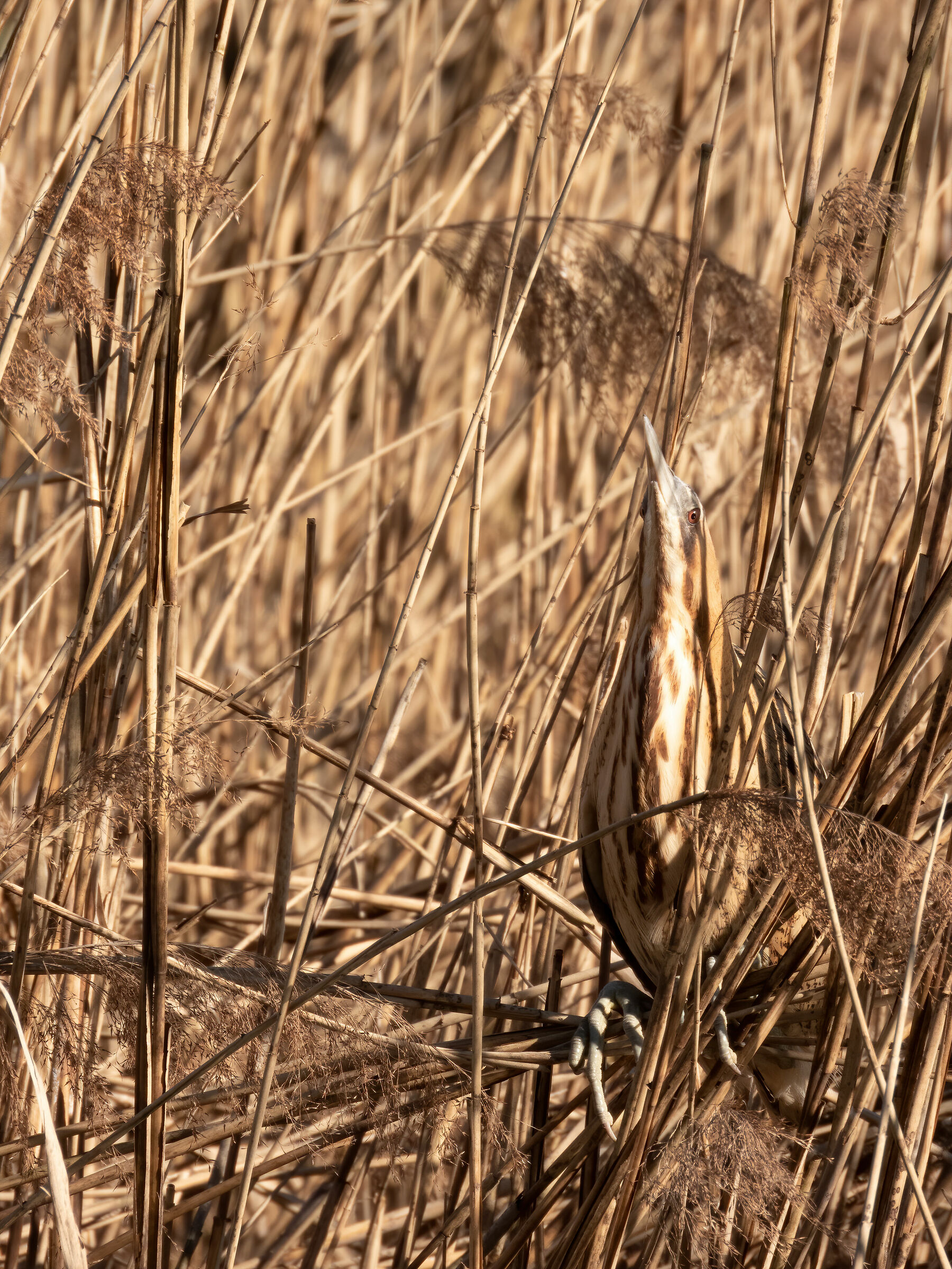 Tarabuso (Botaurus stellaris)