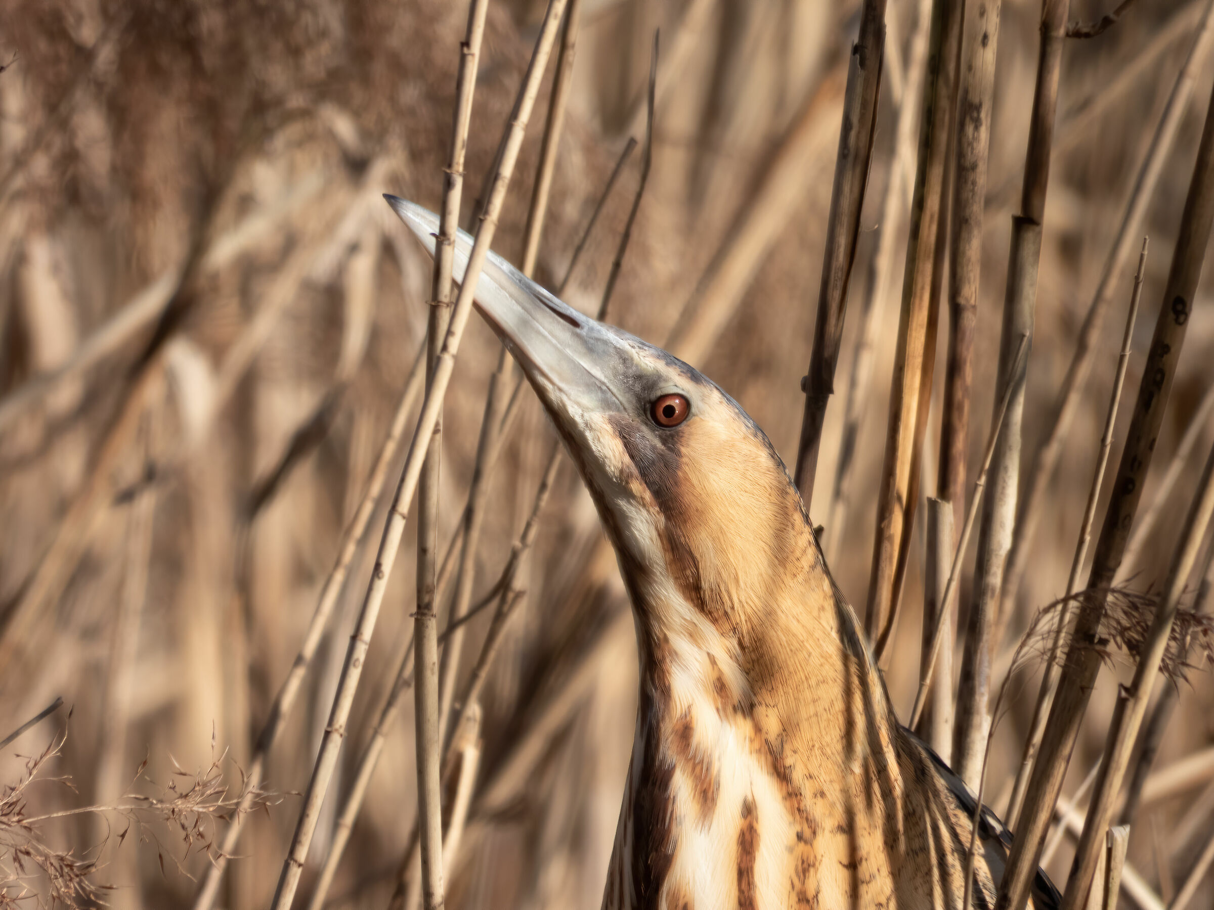 Tarabuso (Botaurus stellaris) - Closeup