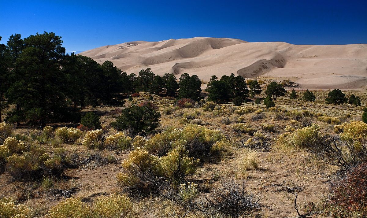 Dune di sabbia e foreste