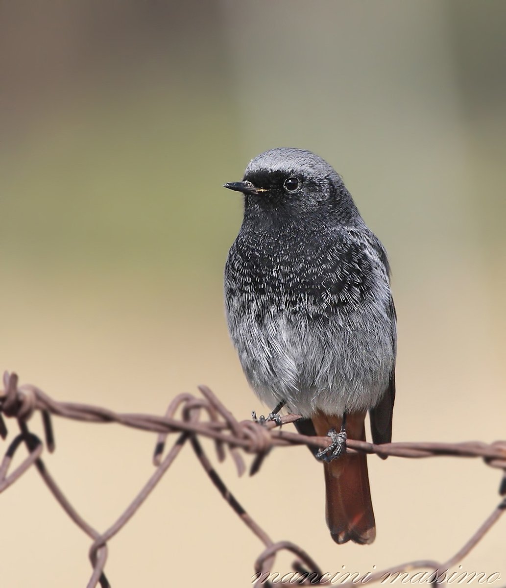 Codirosso spazzacamino M (Phoenicurus ochruros)
