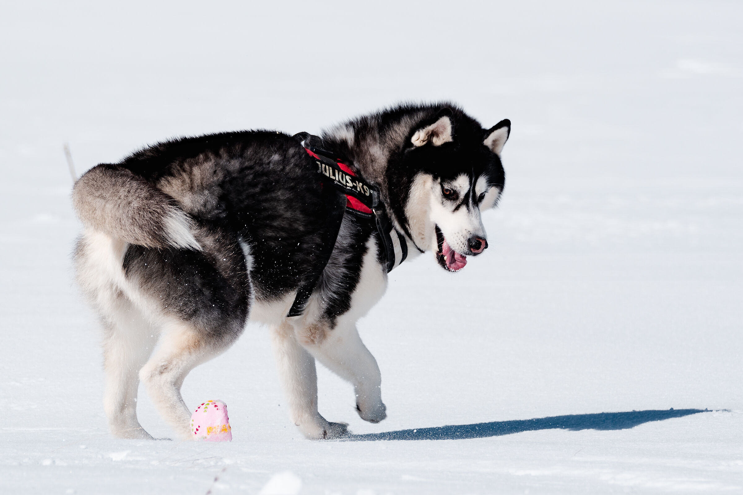 Running with the wolf