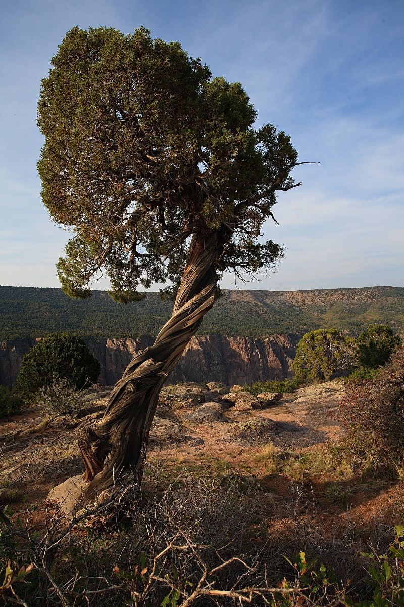 Intrecciati ginepro 1