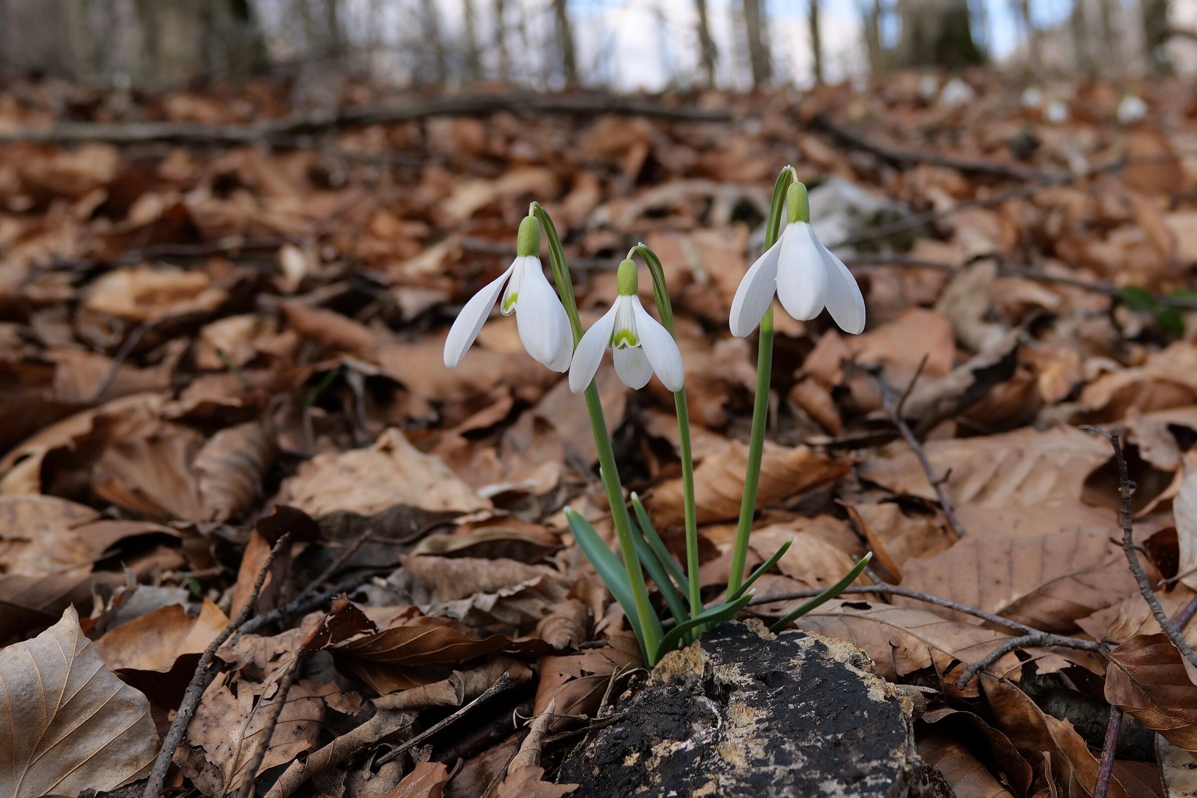 Snowdrops