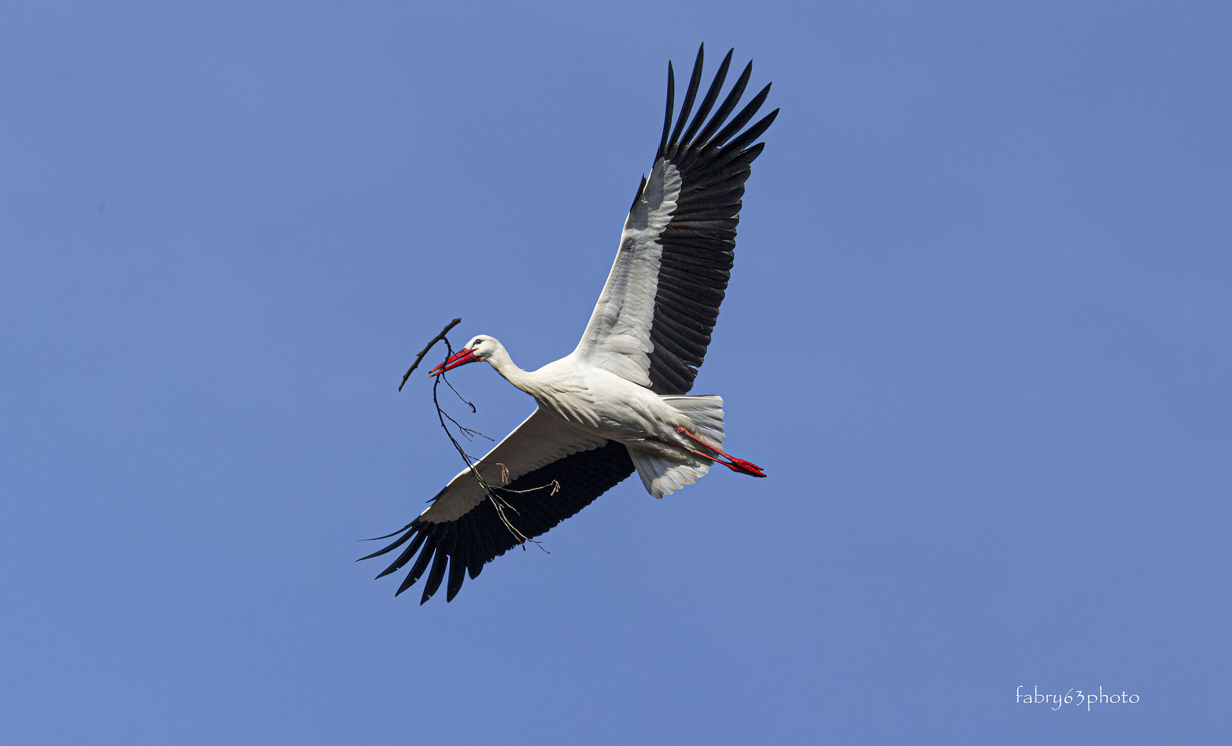 Stork