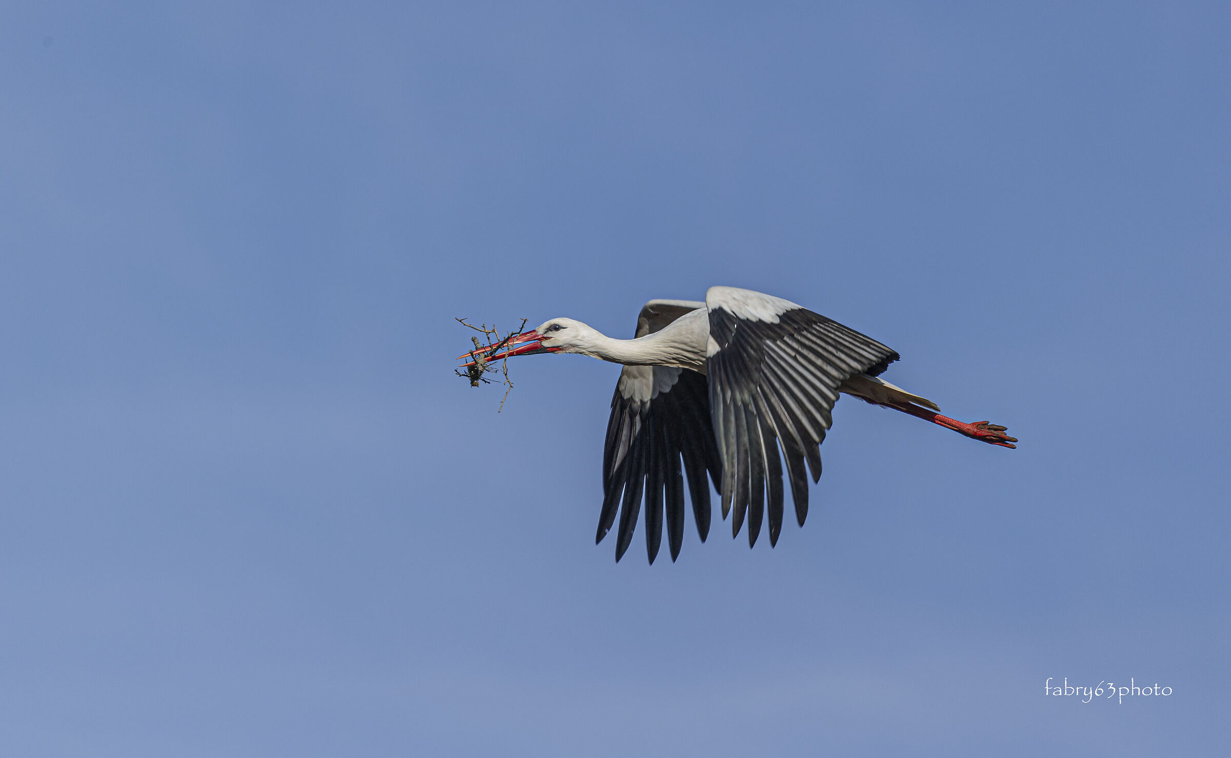 Stork
