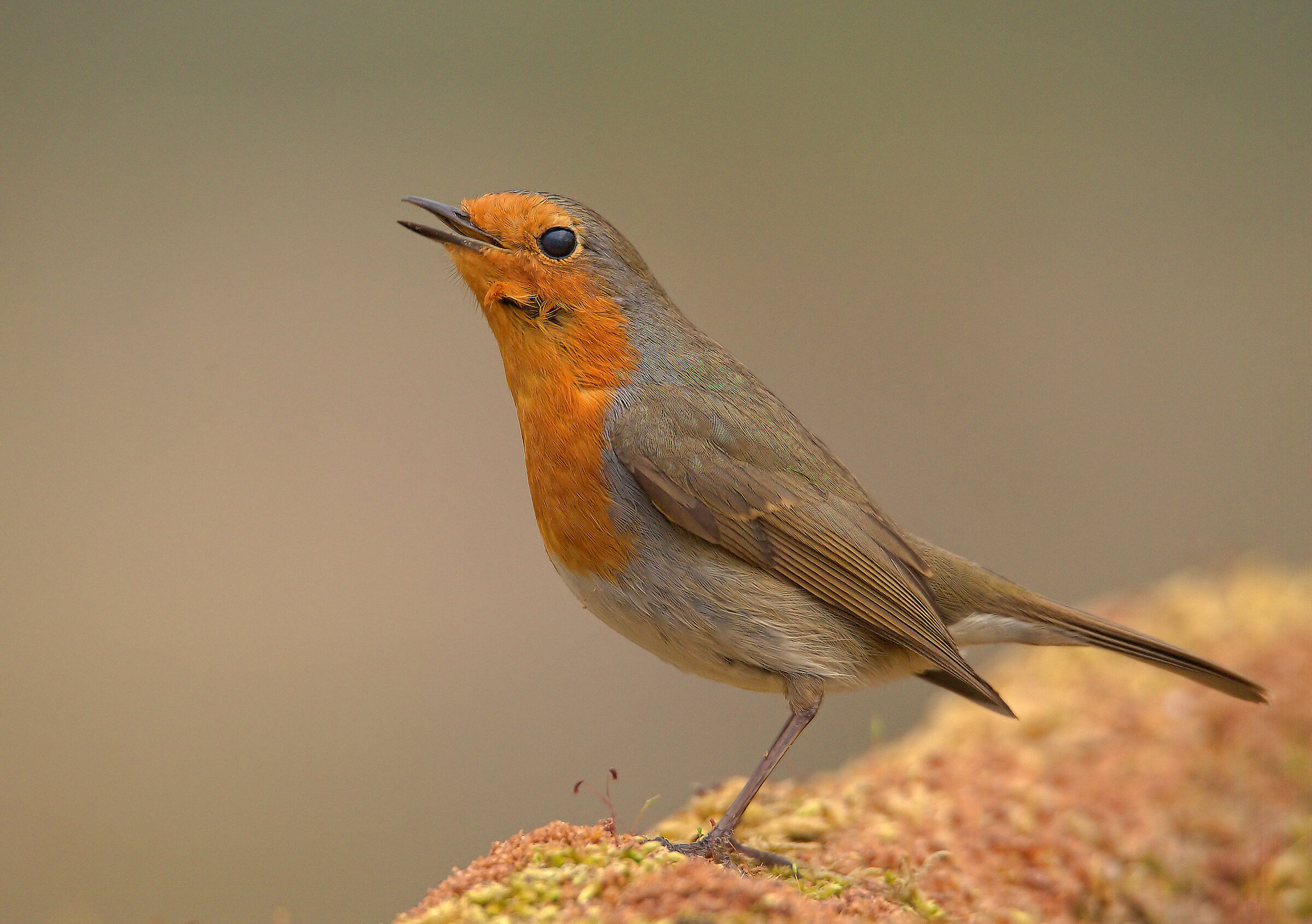 Robin