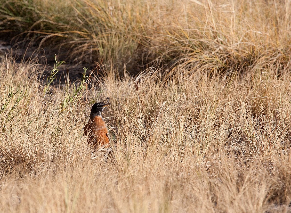 American robin in the grass