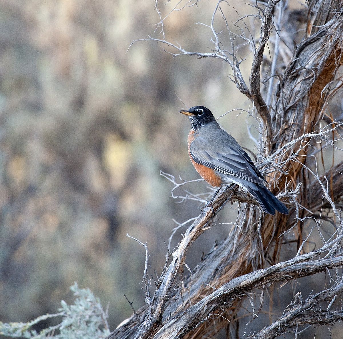 American robin