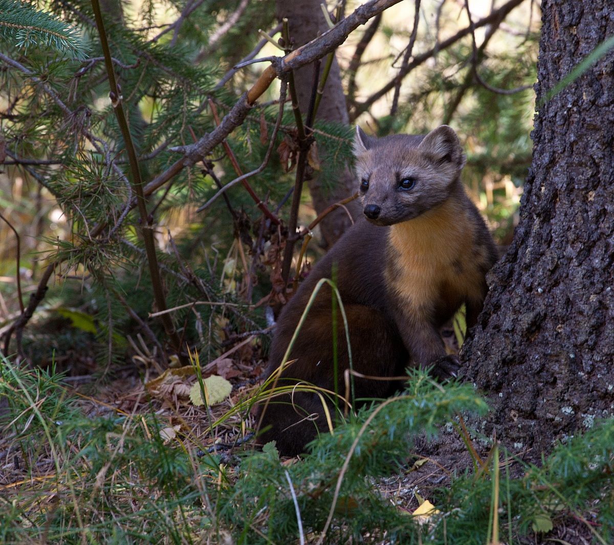 Pine Marten