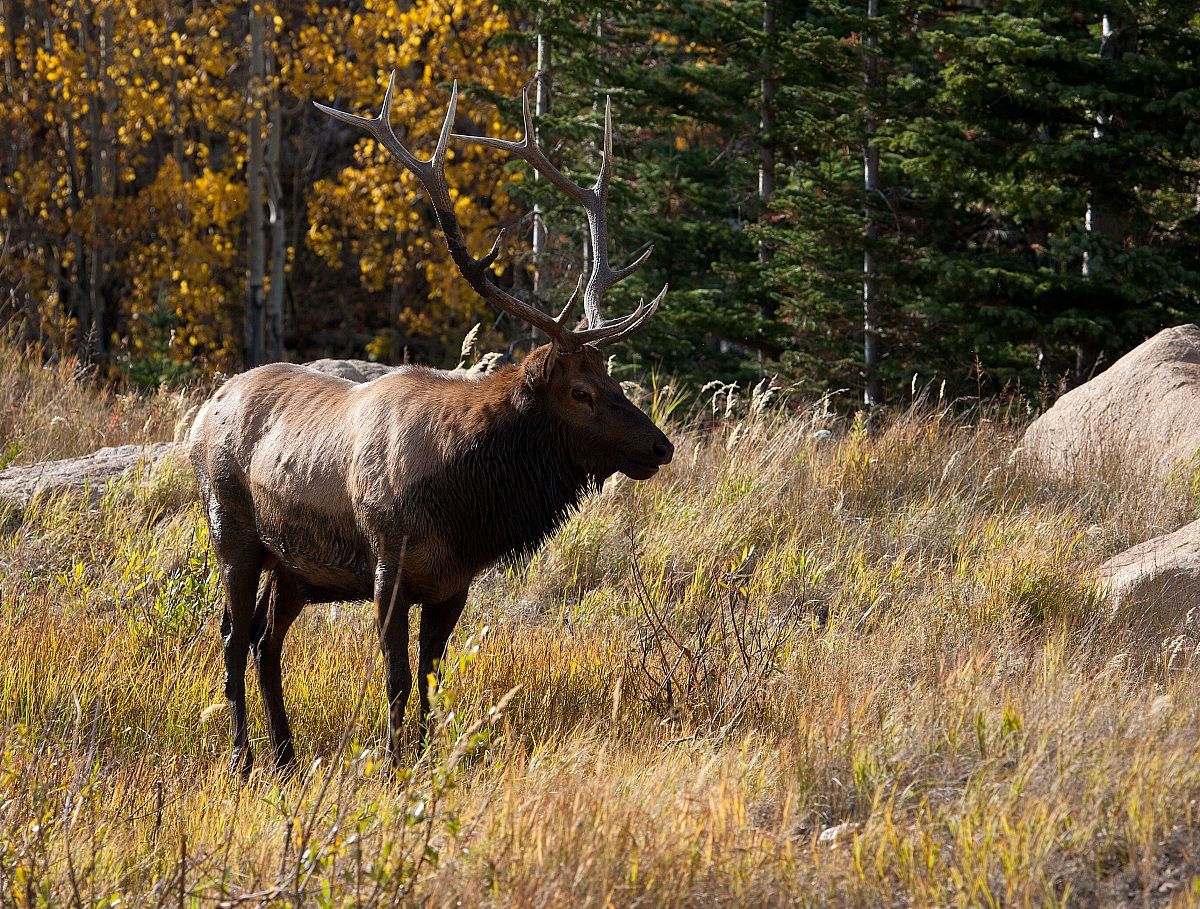 Elk cervo