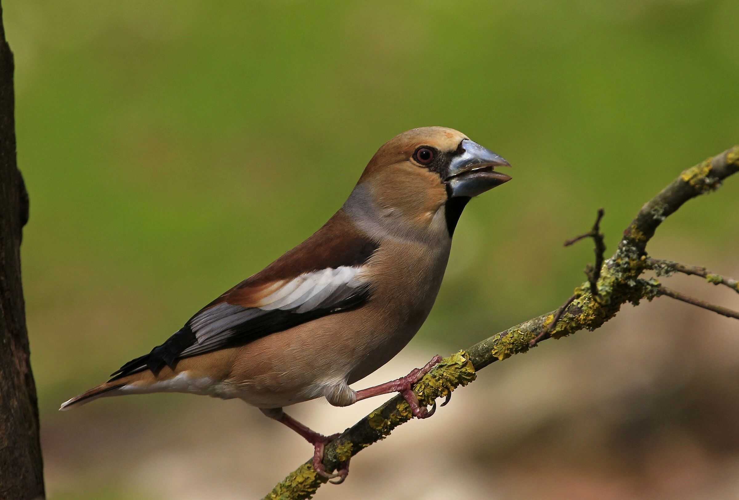 Il mio primo frosone