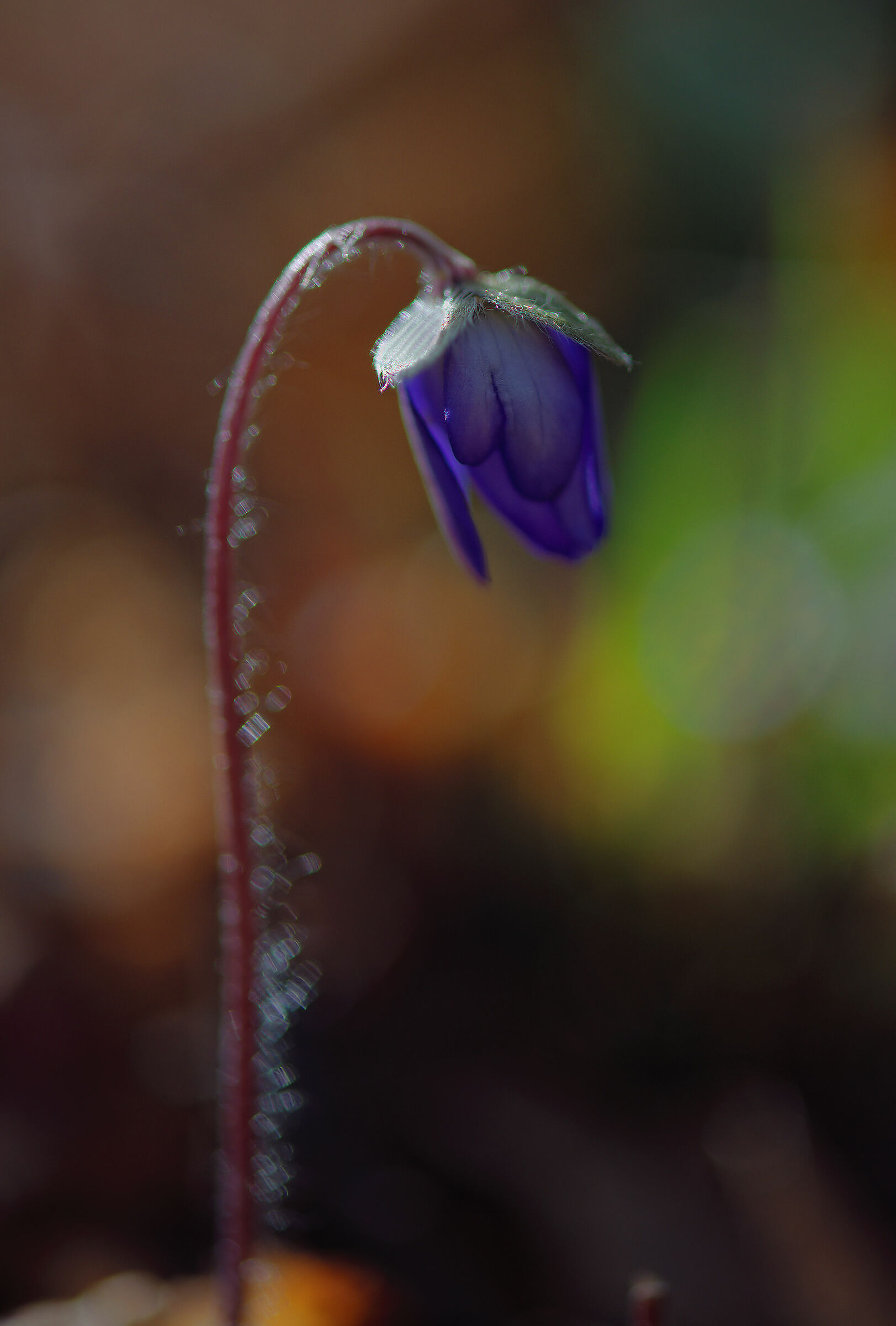 Hepatica nobilis