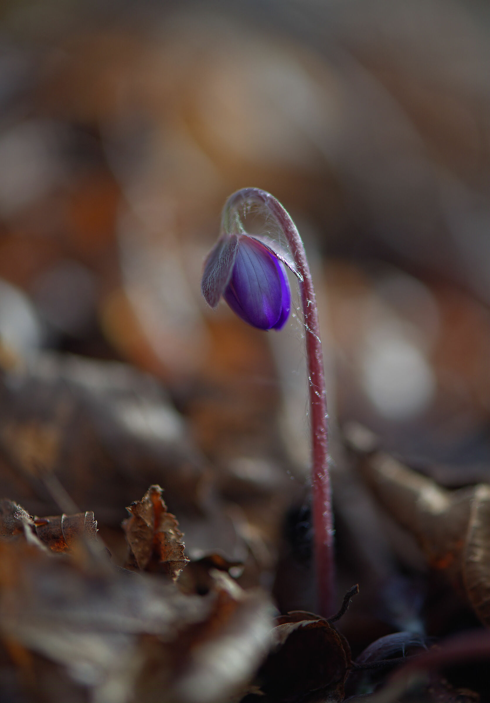 Hepatica nobilis