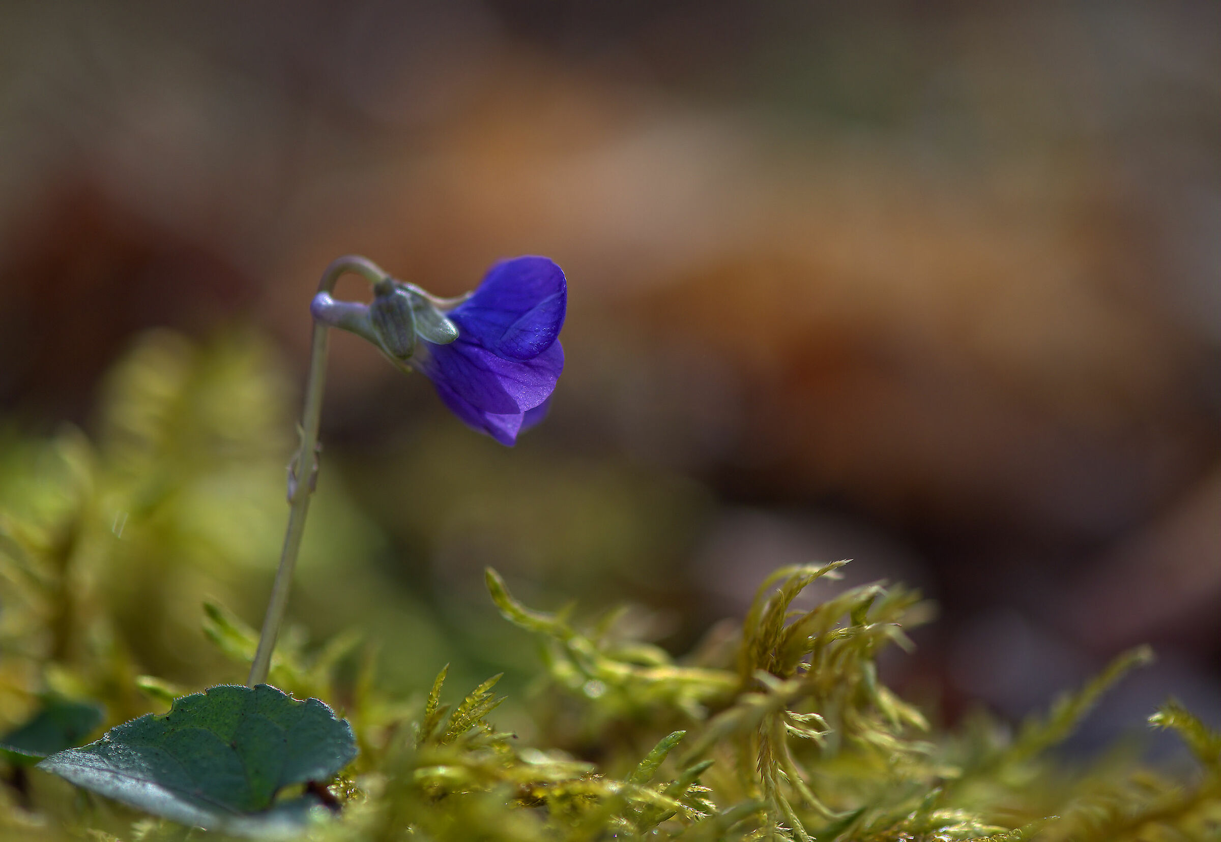 Hepatica nobilis