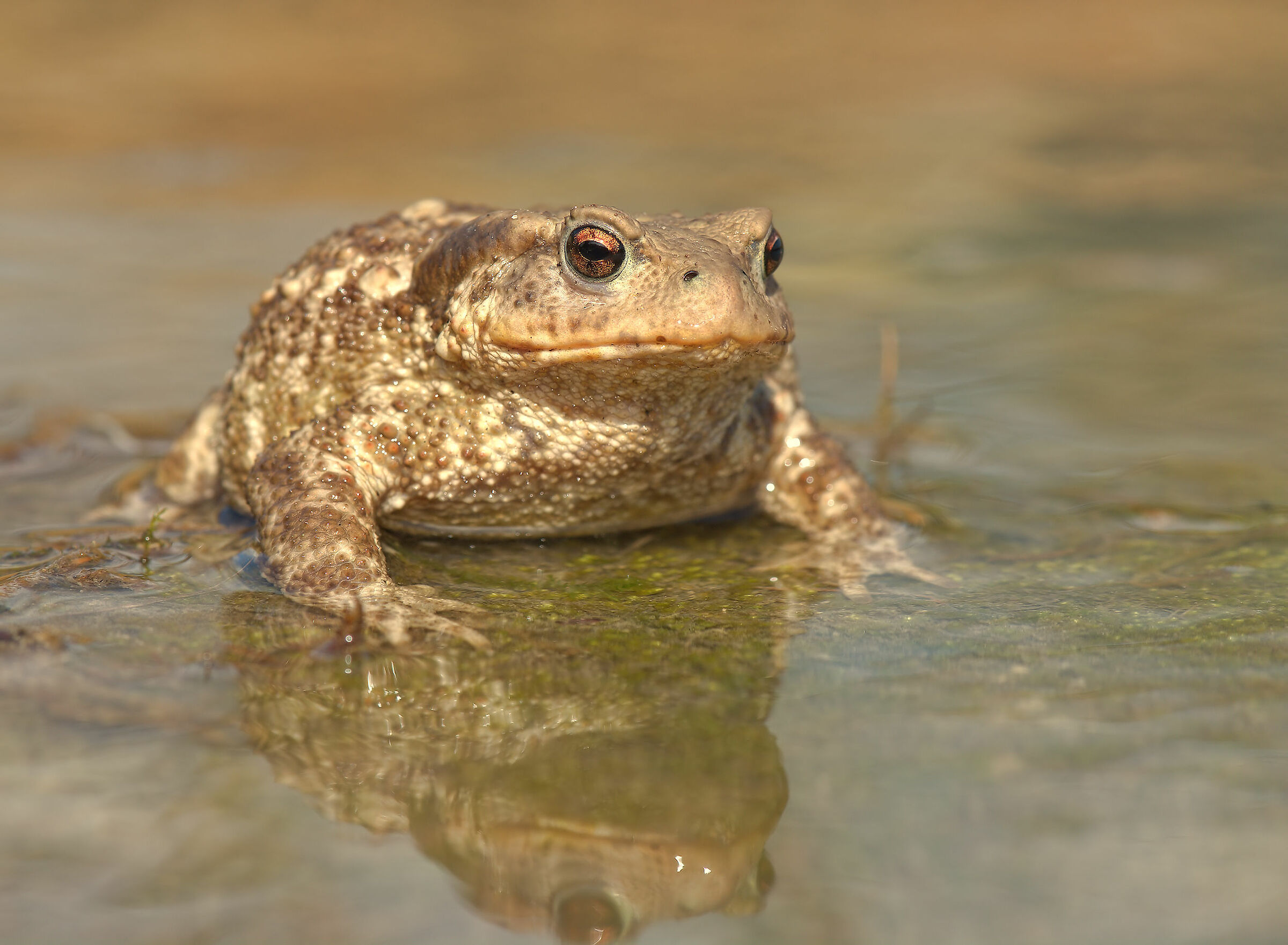Common male toad