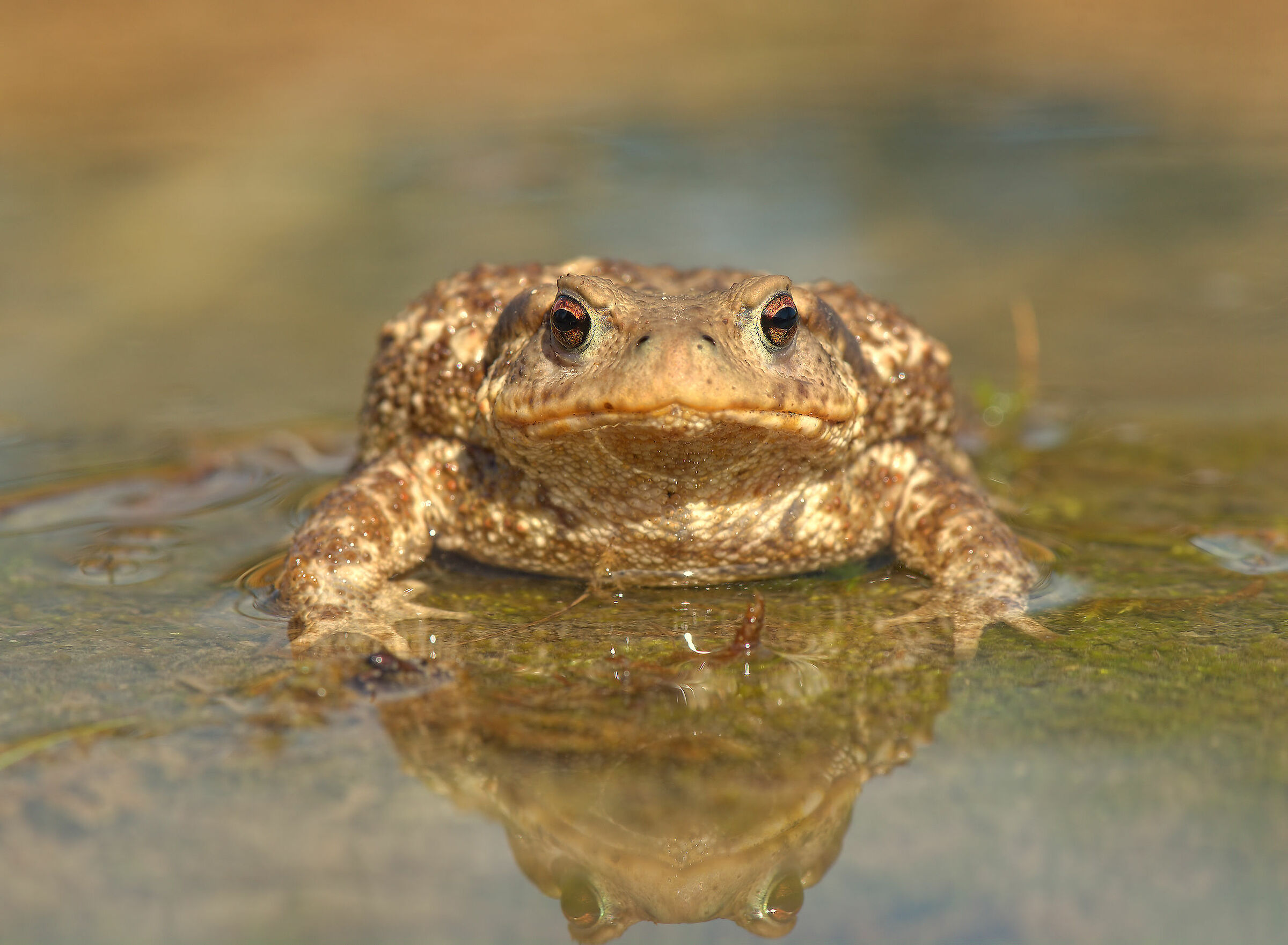 Common male toad