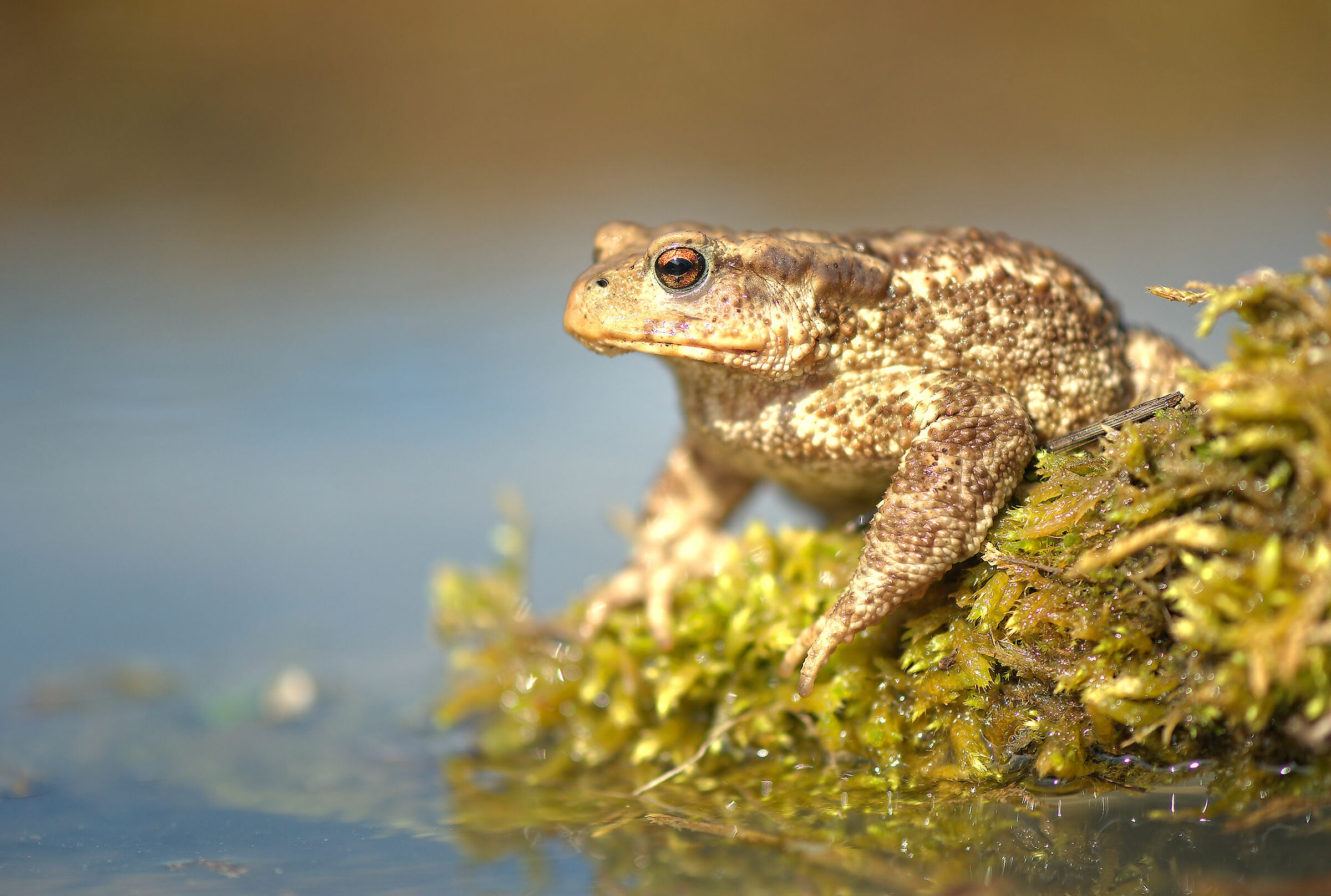 Common male toad