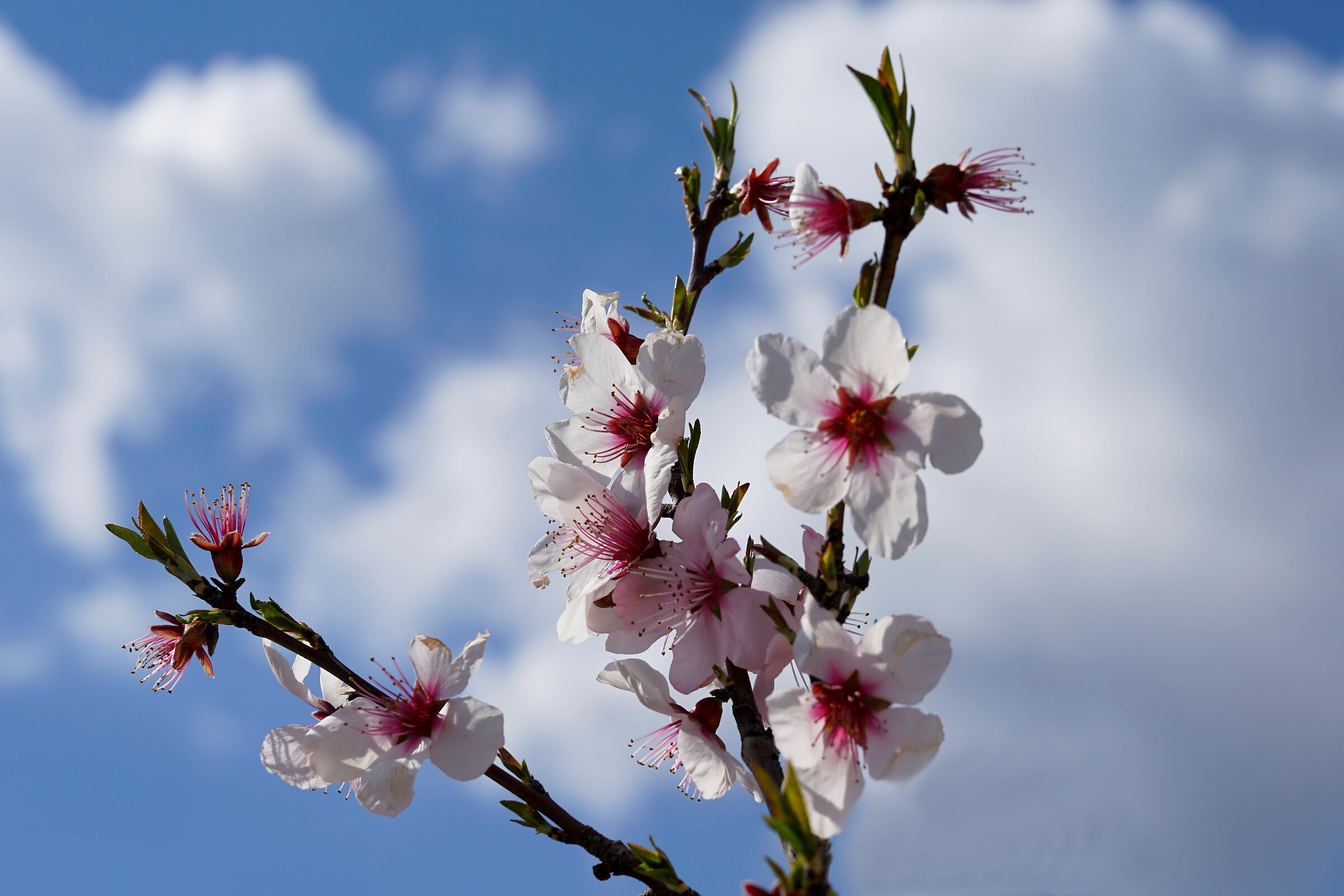 Fiori di mandorlo