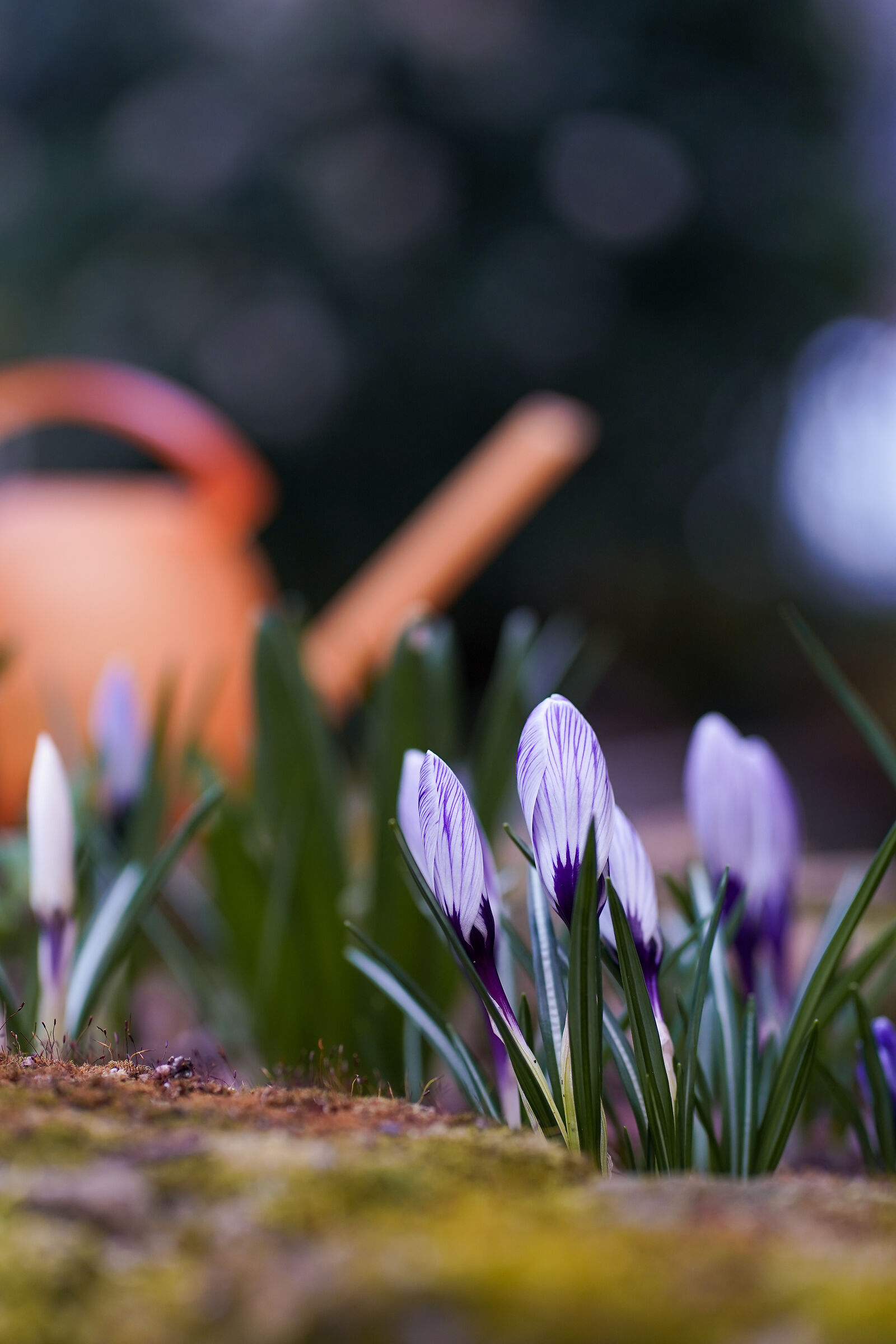 Bloomin' during covid19