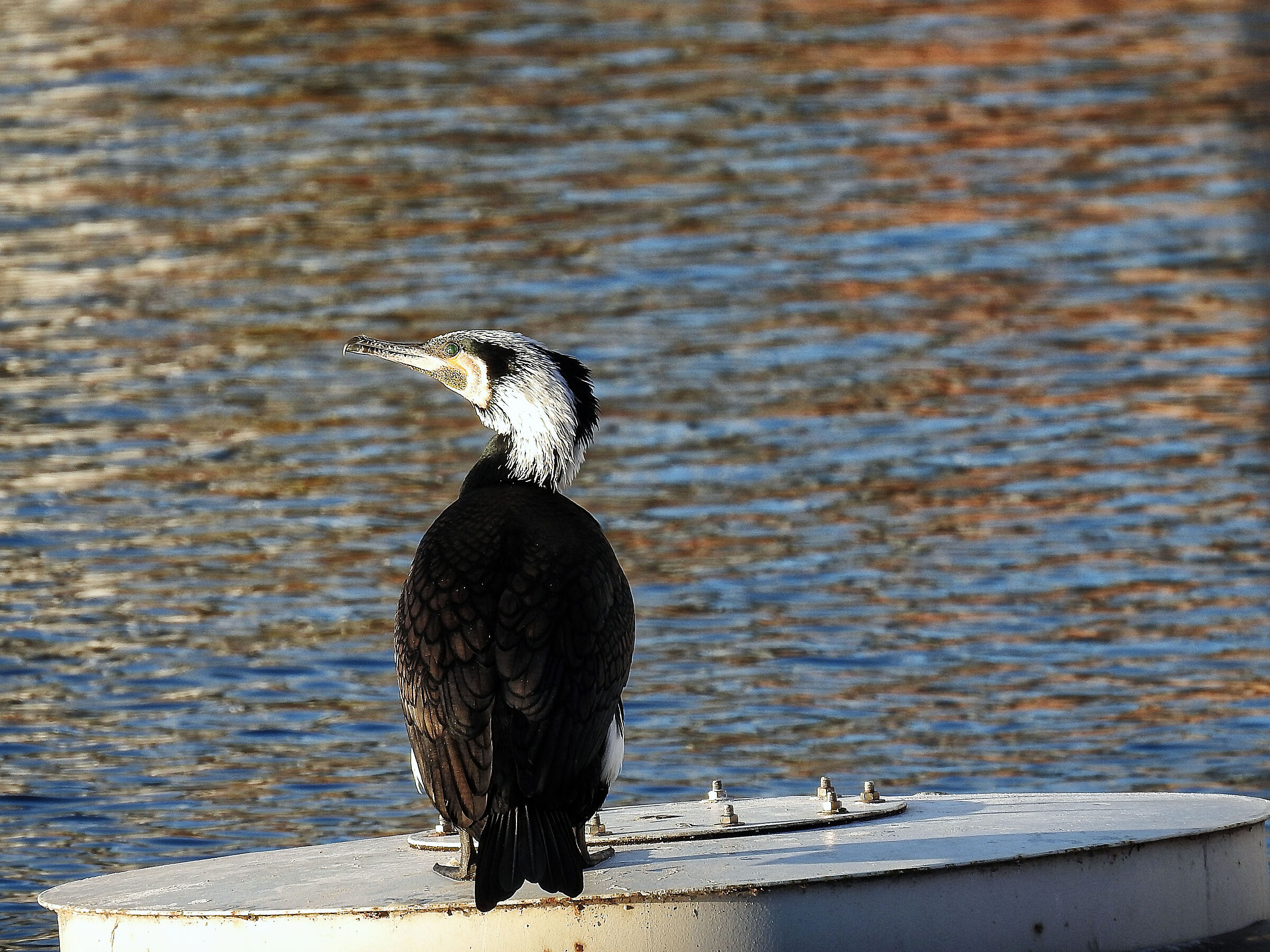 Che specie di cormorano?